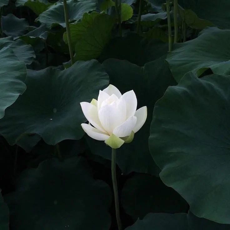 Inner Stability Guided Meditation