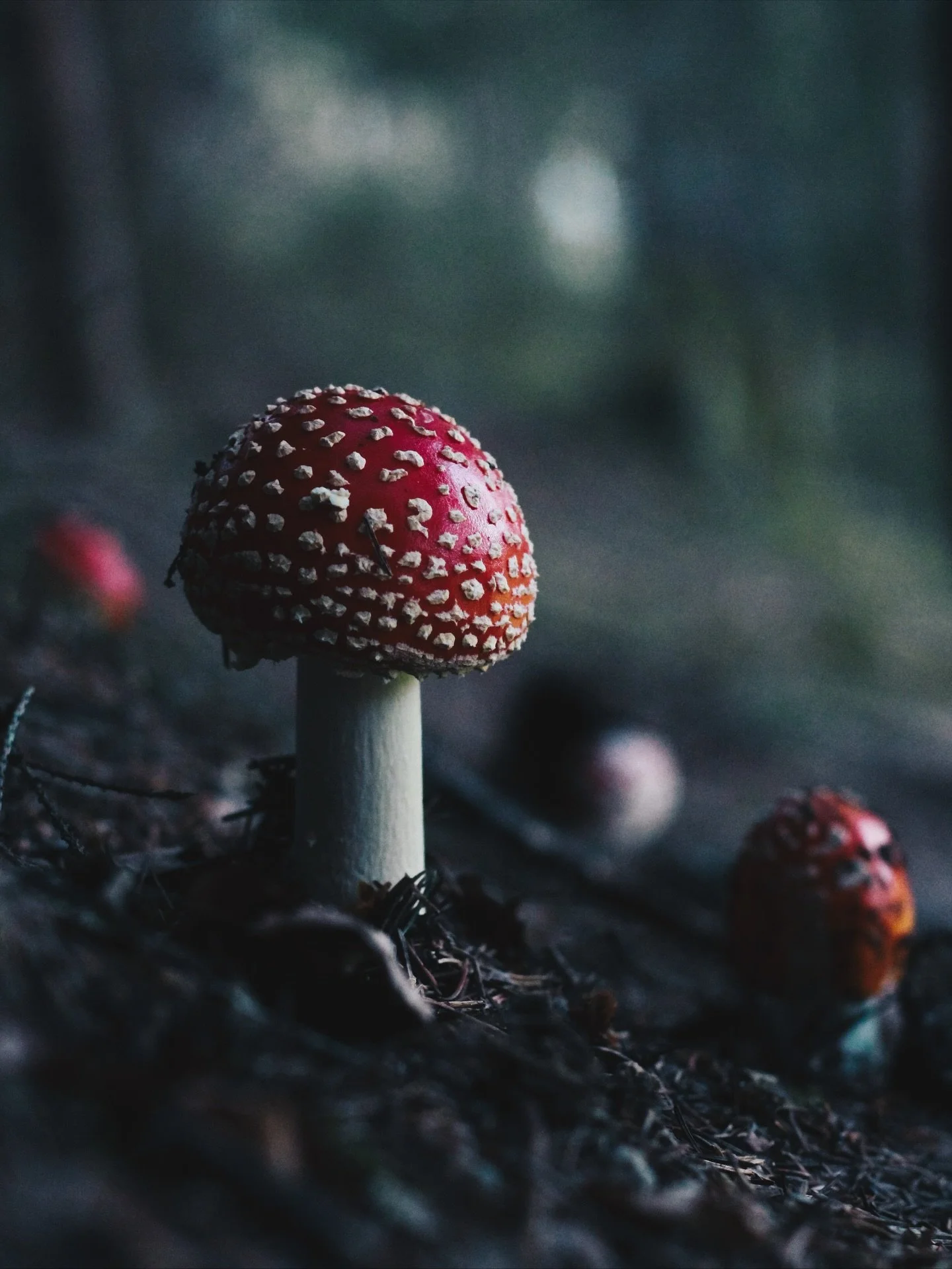 I literally fell into the world of mushrooms four years ago when I stepped into a fairy ring of Amanita muscaria / fly agaric and many strange and wonderful things started happening 🧚 Since then, I&rsquo;ve become fascinated by the world of funga an