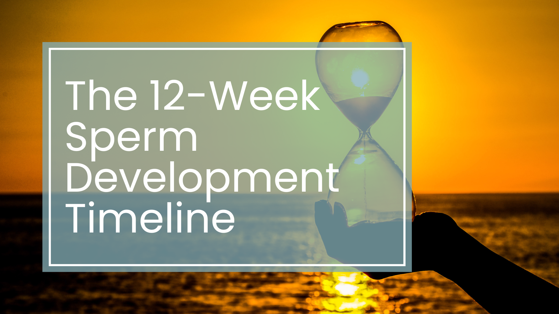 The 12-Week Sperm Development Cycle: Why Timing Matters