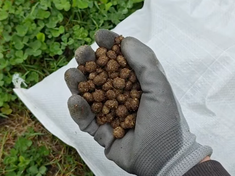 bunpoop.png