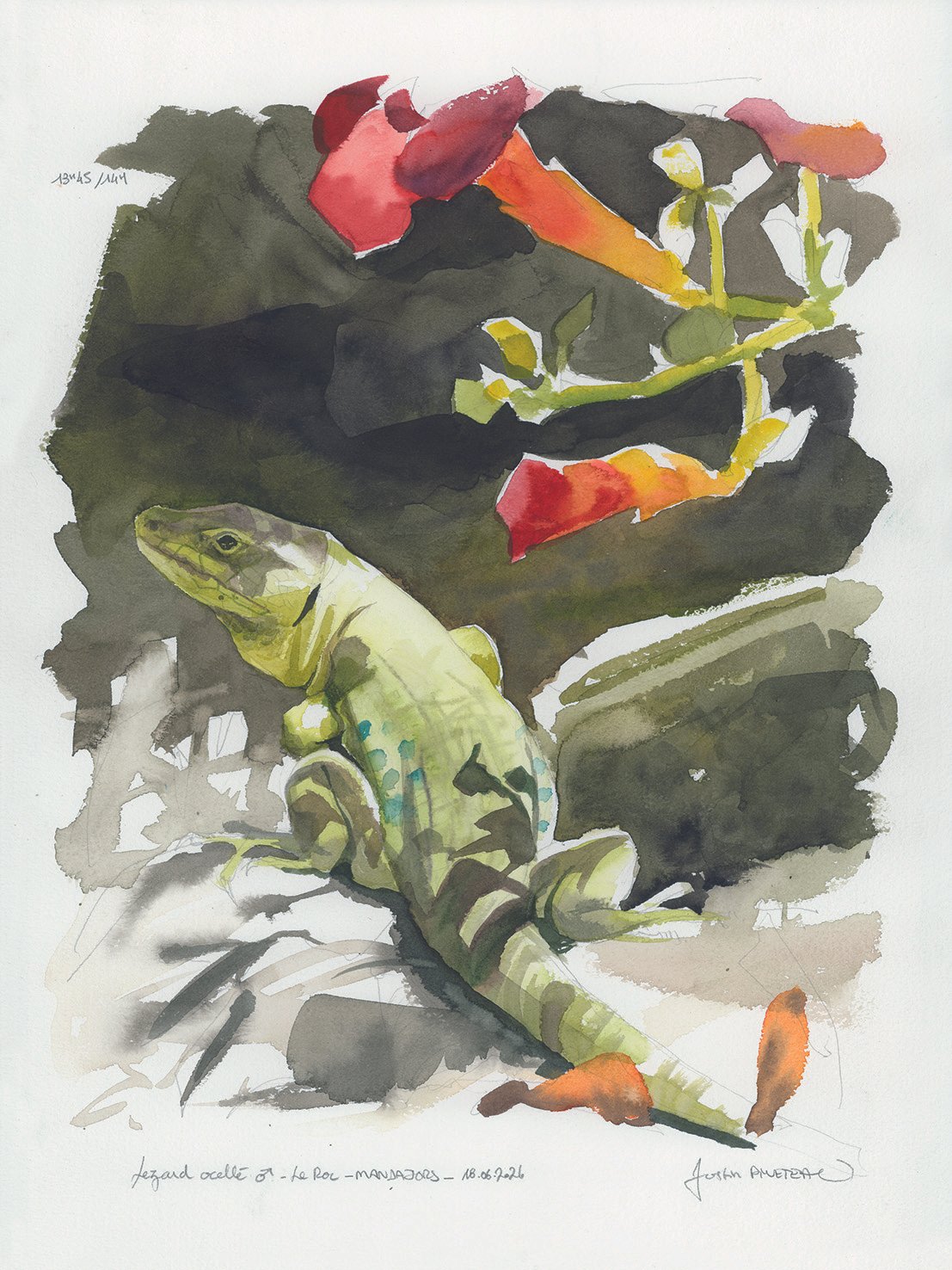 LEZARD-OCELLE.jpg