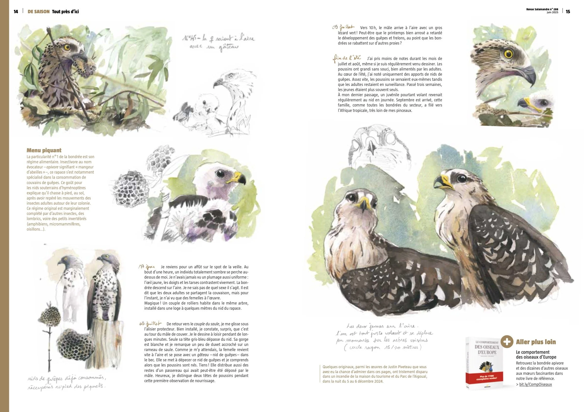 3 TPI Bondrée Justin Piveteau août 2025.jpg