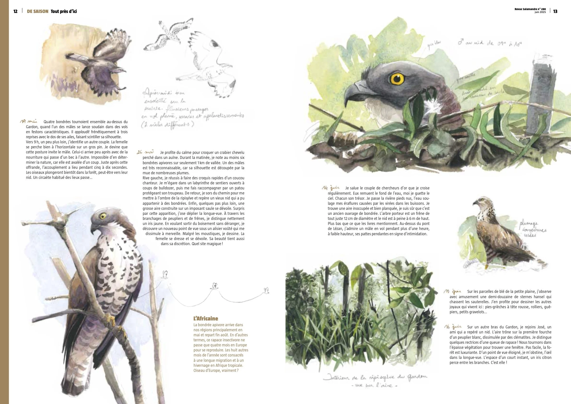 2 TPI Bondrée Justin Piveteau août 2025.jpg