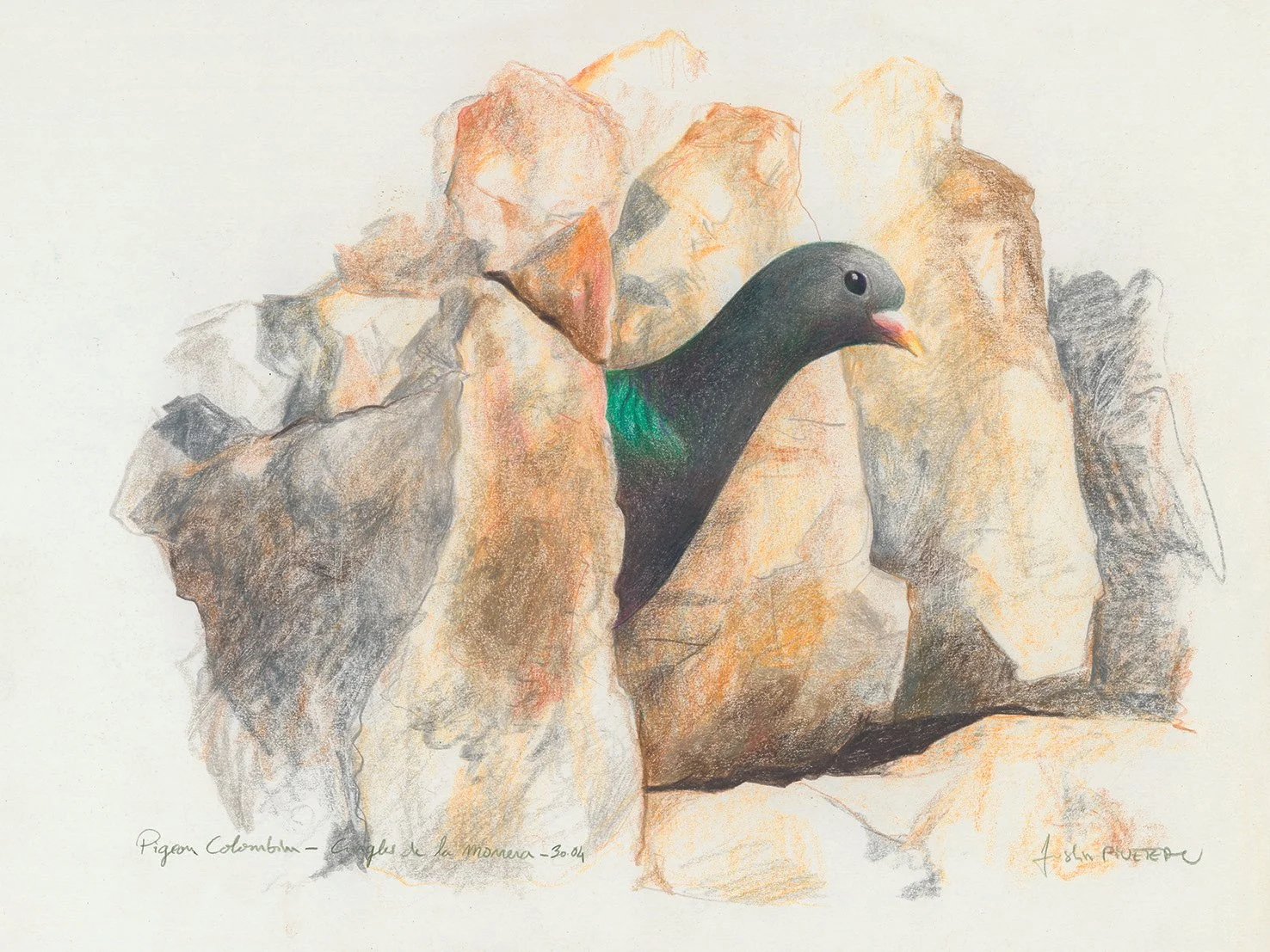 PIGEON-COLOMBIN.jpg