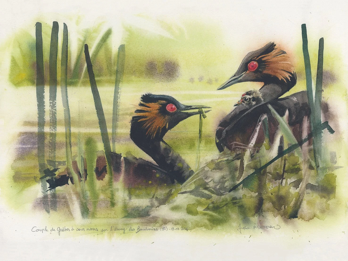 GREBES-trio.jpg