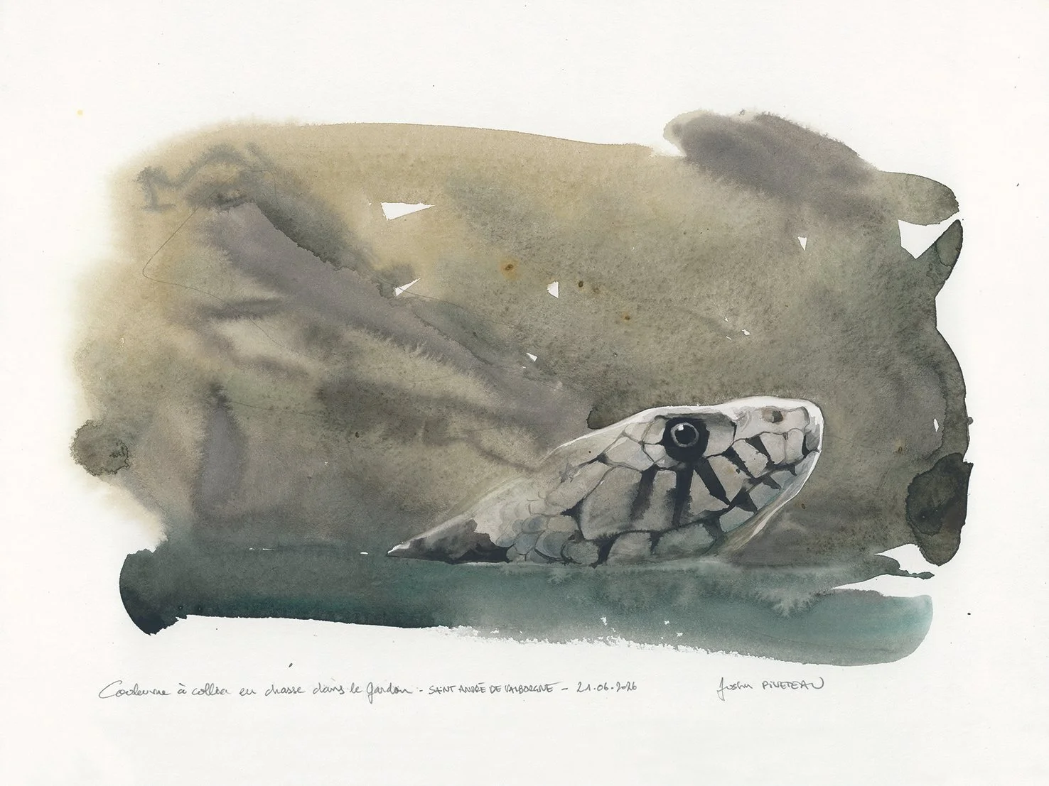 COULEUVRE-COLLIER.jpg