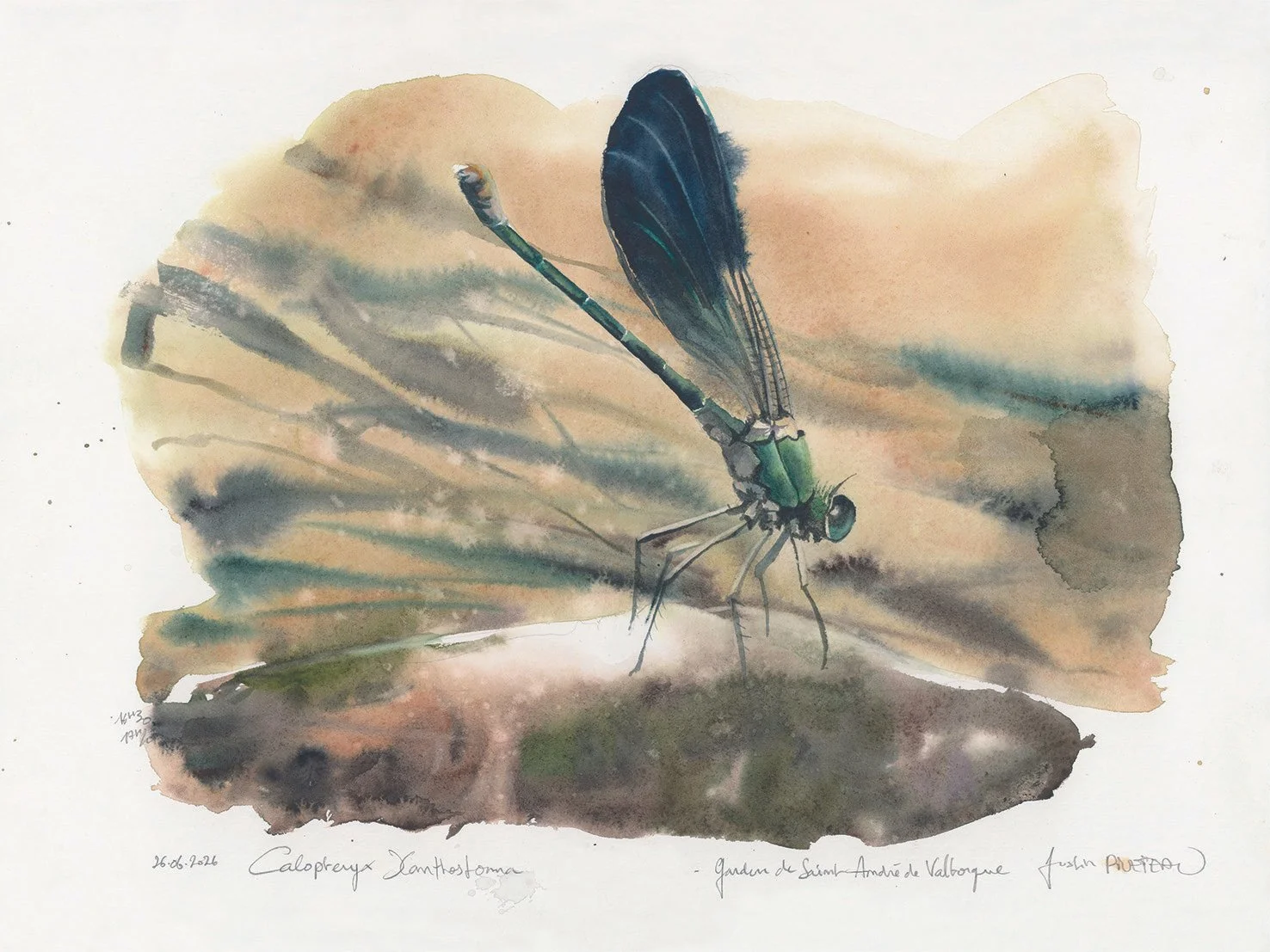 CALOPTERYX.jpg