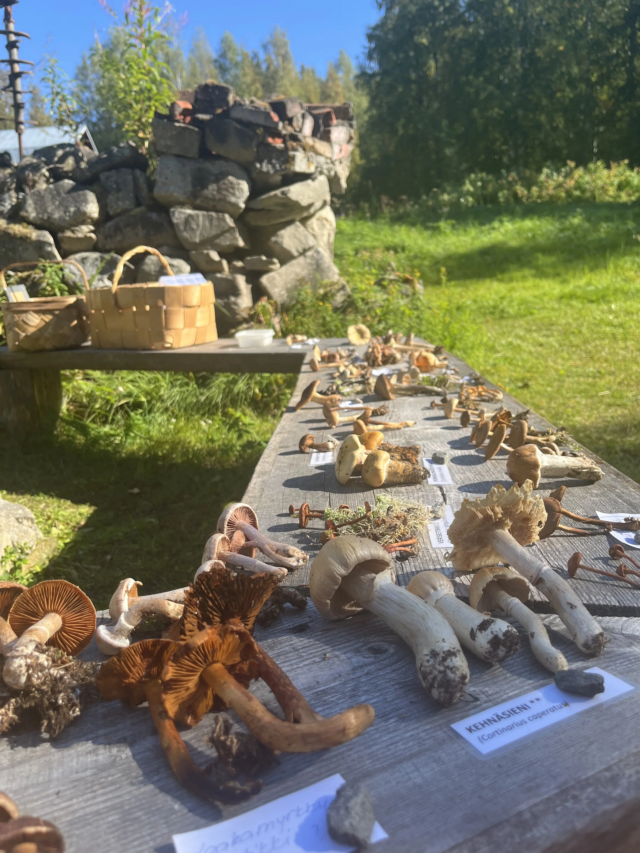 Kurssi: Perinteen poluilla - Sienikurssi Kolin kansallismaisemissa