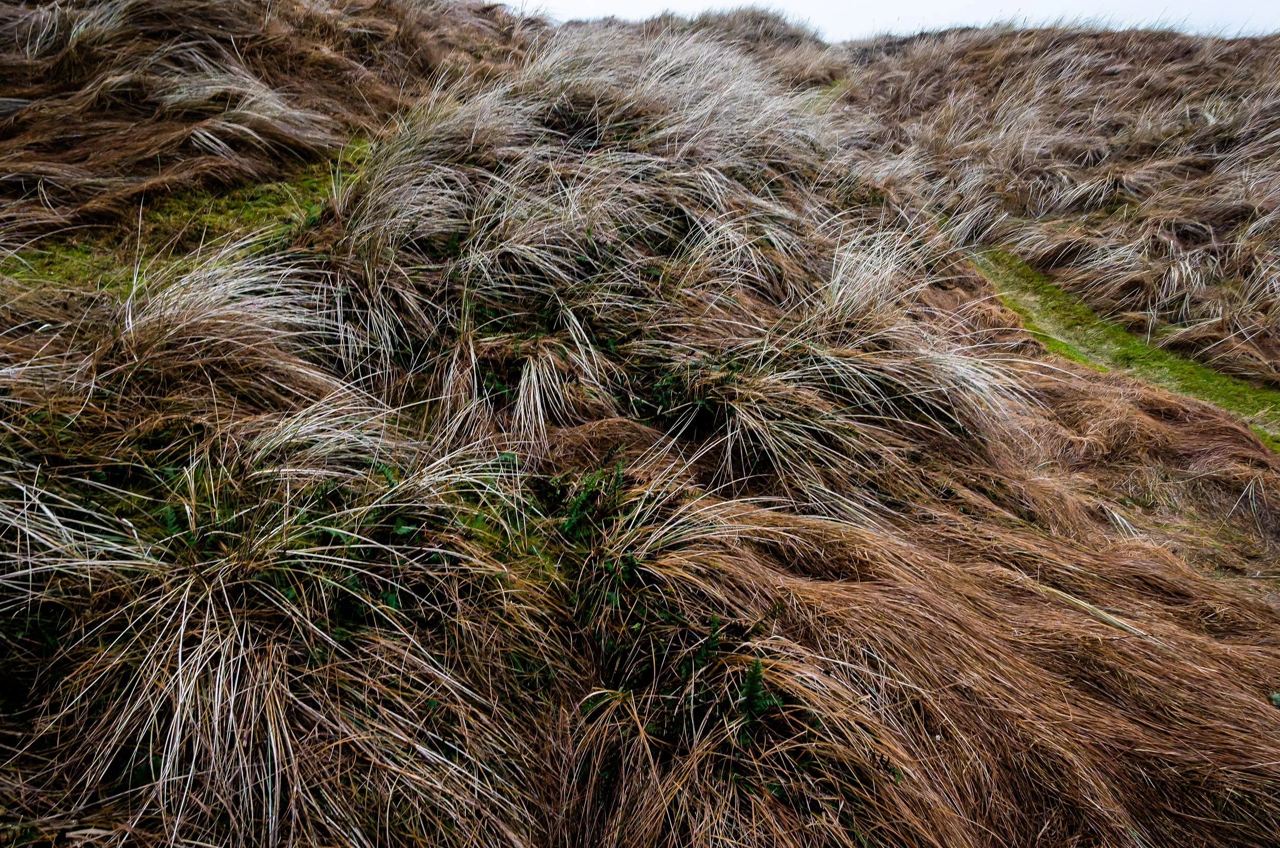 _PLS4132-DxO_DeepPRIME XD2s.jpg