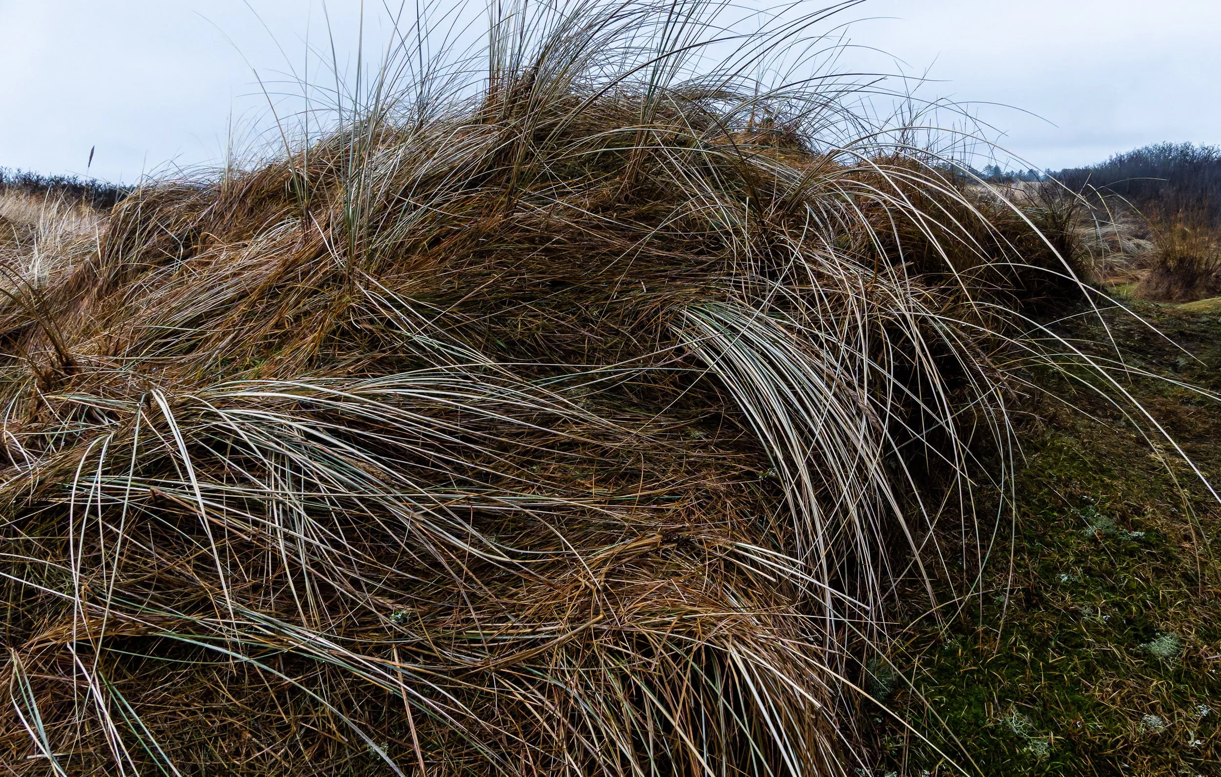 _PLS4120-DxO_DeepPRIME XD2s.jpg