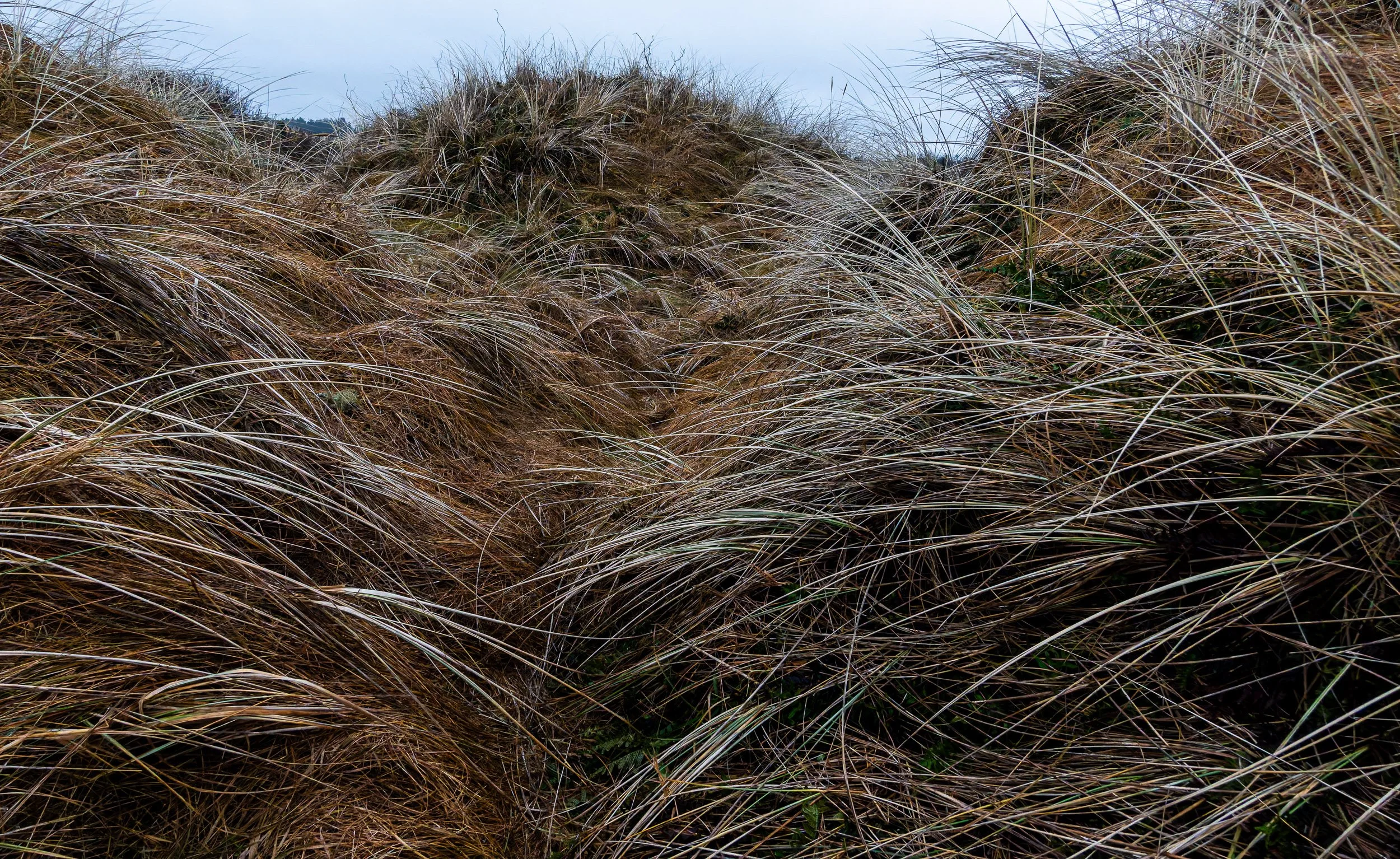 _PLS4119-DxO_DeepPRIME XD2s.jpg