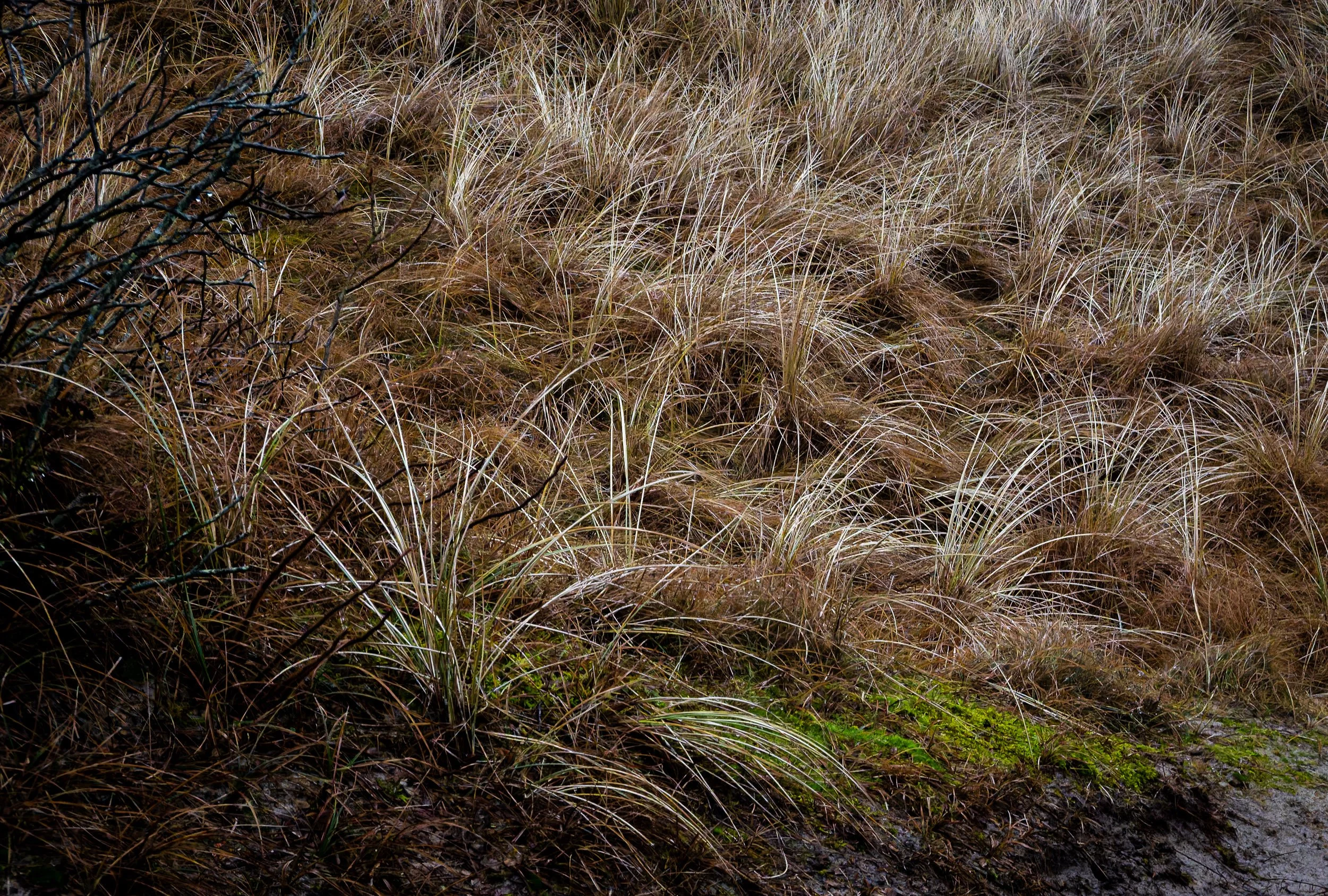 _PLS4127-DxO_DeepPRIME XD2s.jpg