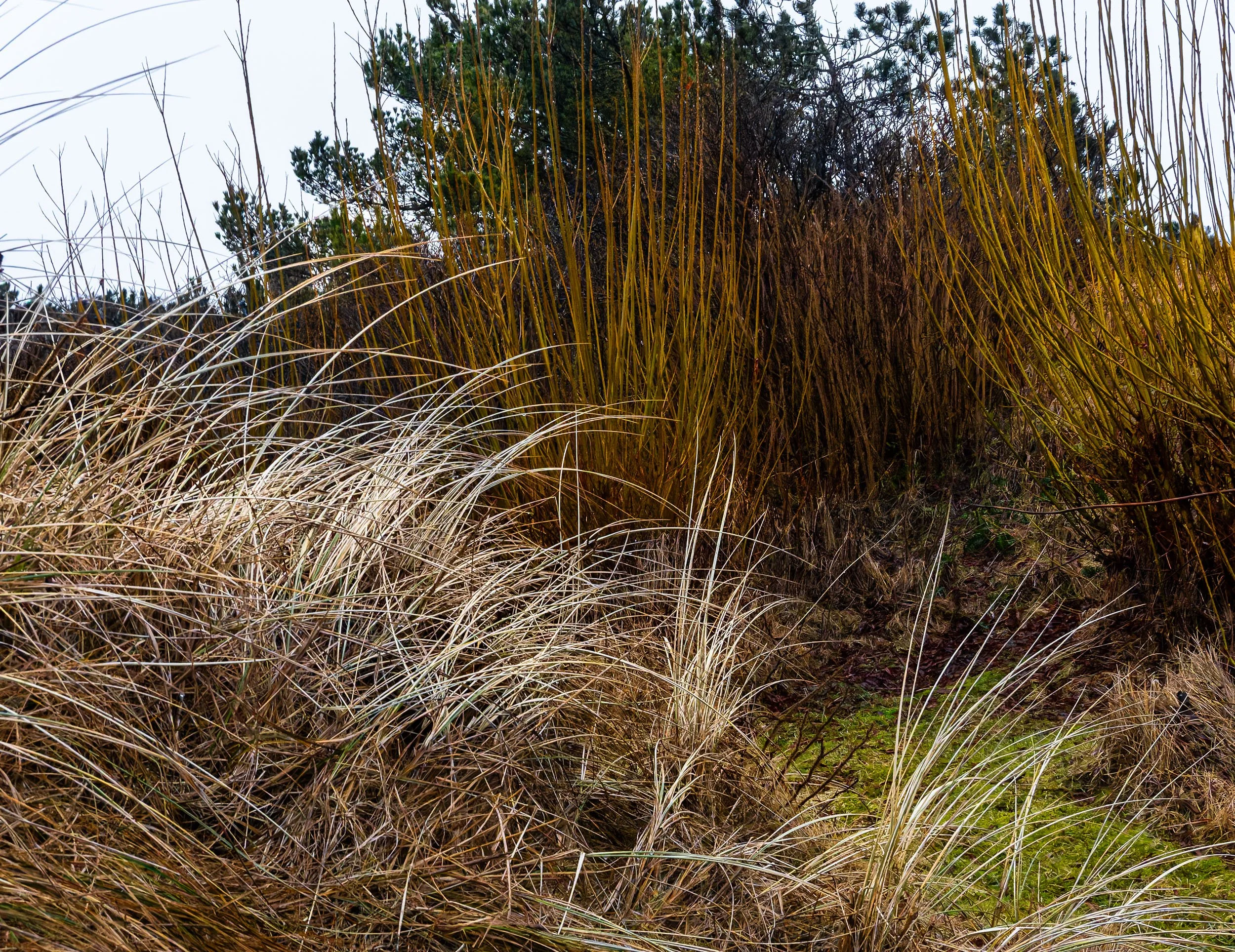 _PLS4122-DxO_DeepPRIME XD2s.jpg