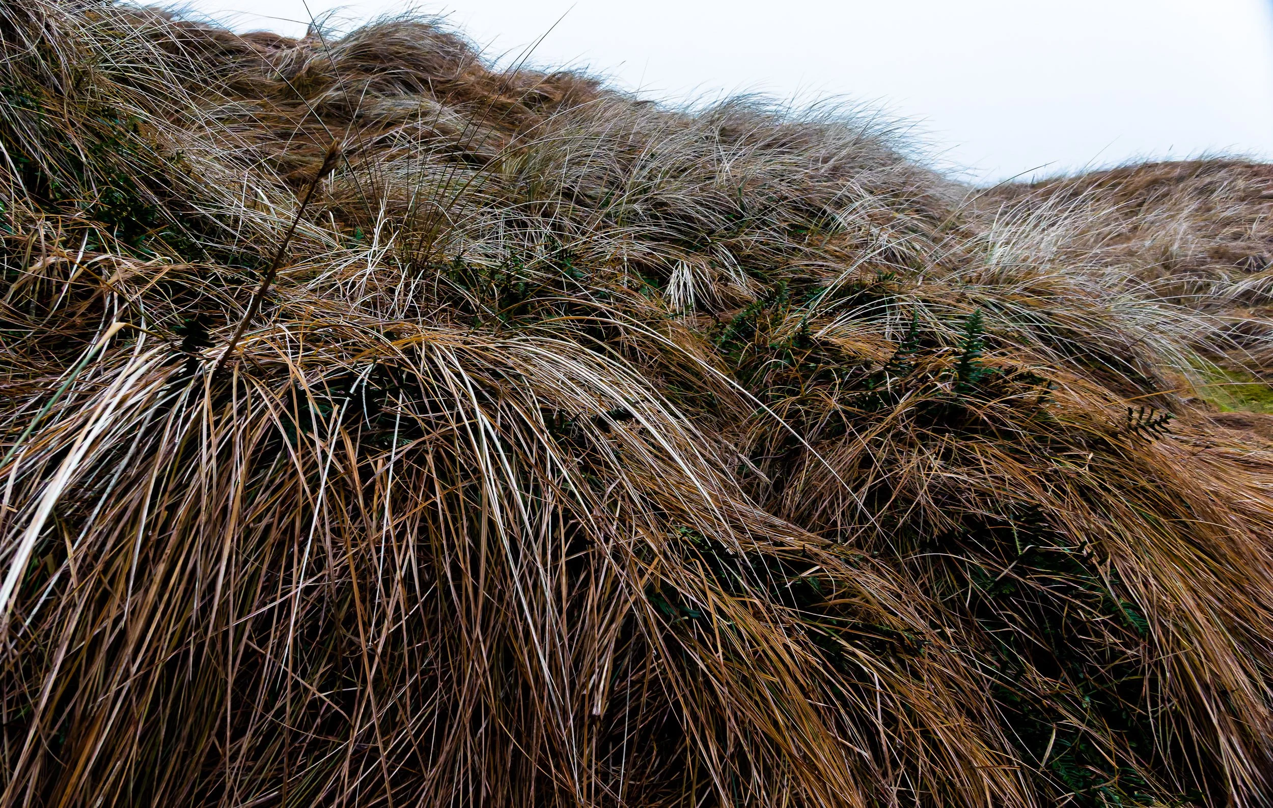 _PLS4131-DxO_DeepPRIME XD2s.jpg