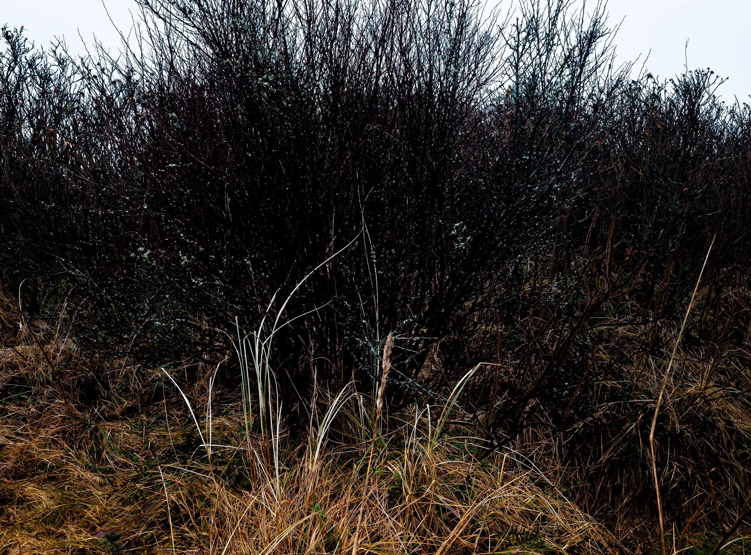 _PLS4133-DxO_DeepPRIME XD2s.jpg