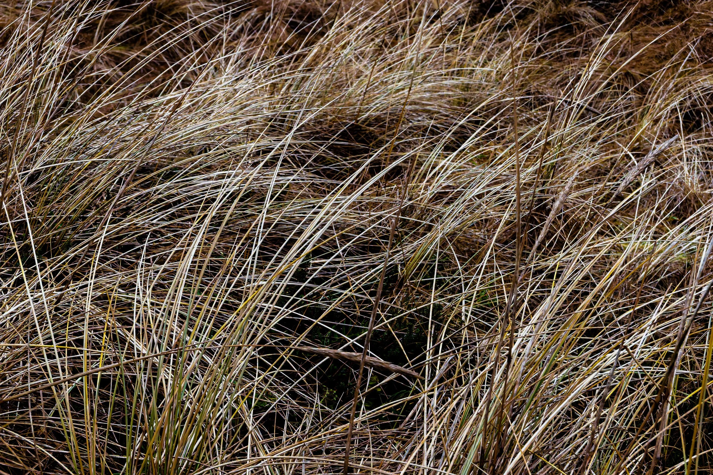 _PLS4128-DxO_DeepPRIME XD2s.jpg