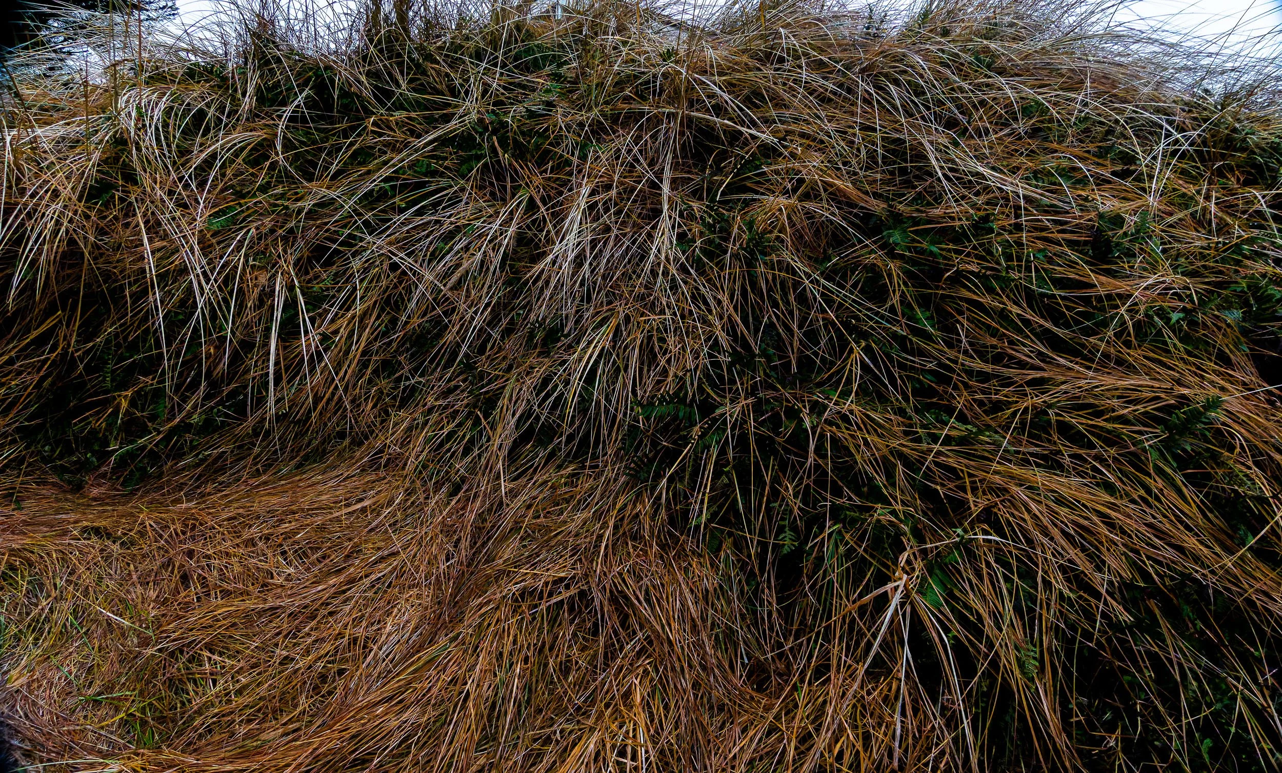 _PLS4130-DxO_DeepPRIME XD2s.jpg