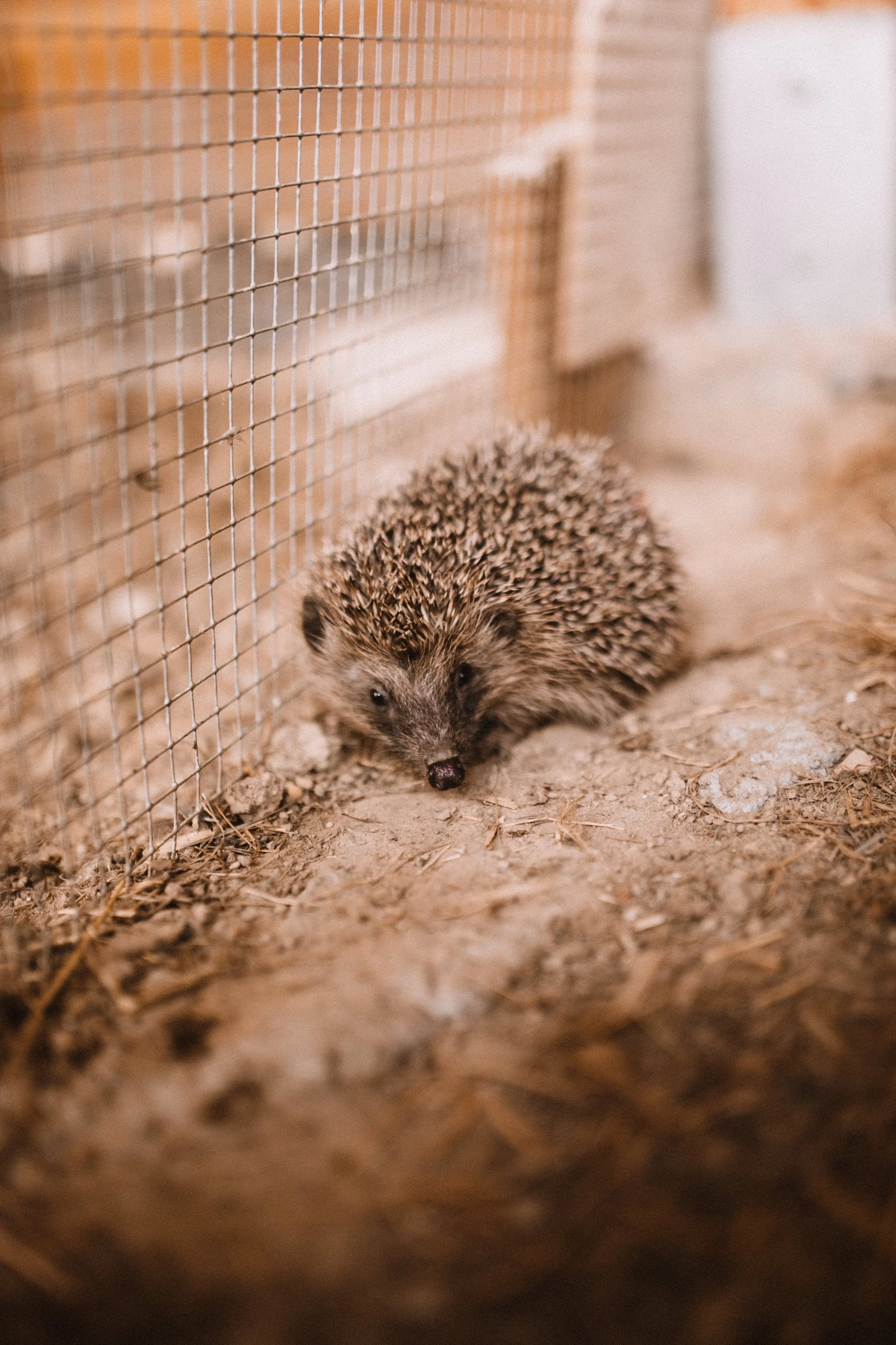 Le hérisson d'Europe "quasi menacé" 
