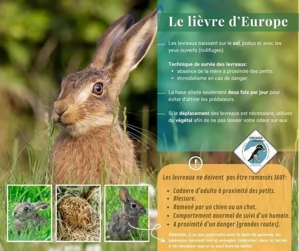 Jeunes lièvres, quand faut-il agir? 