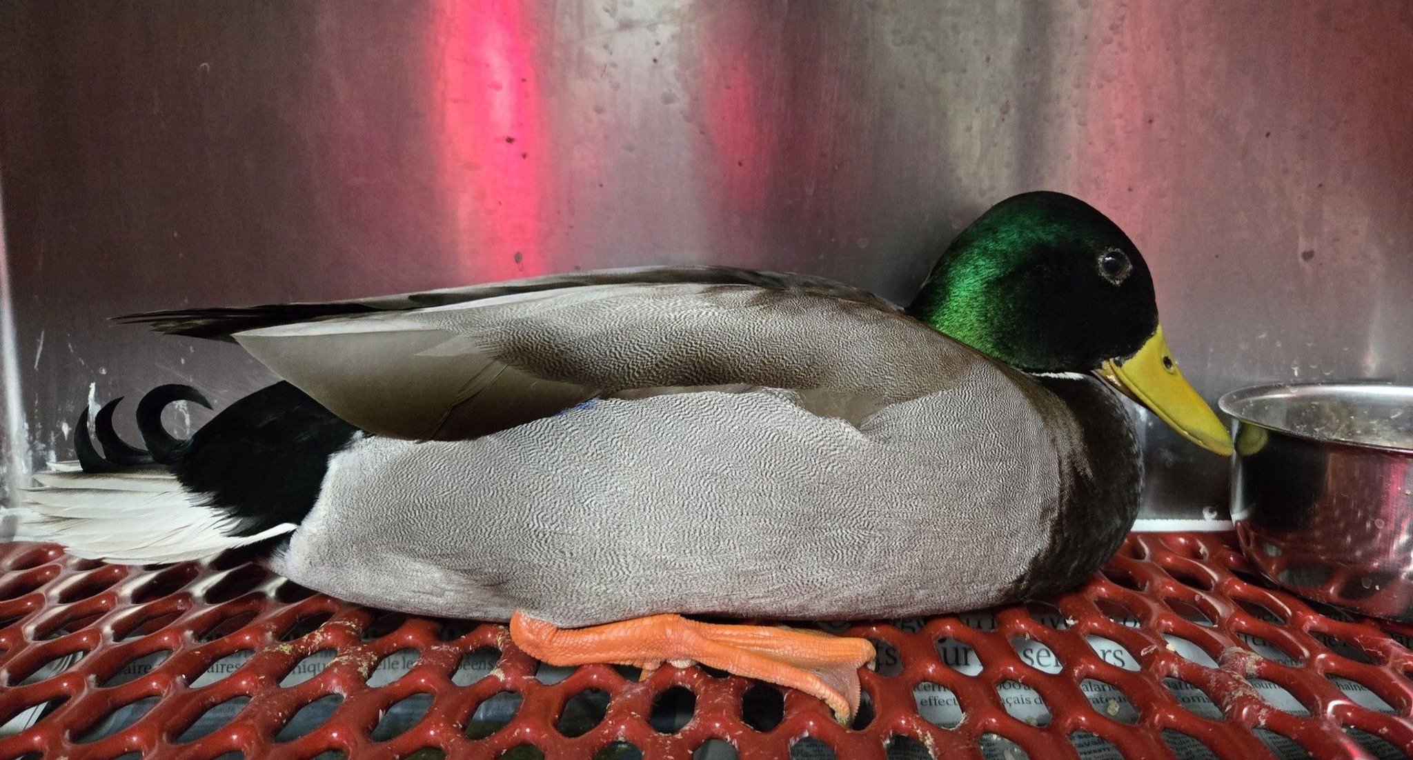Prise en charge de canards colvert mazoutés