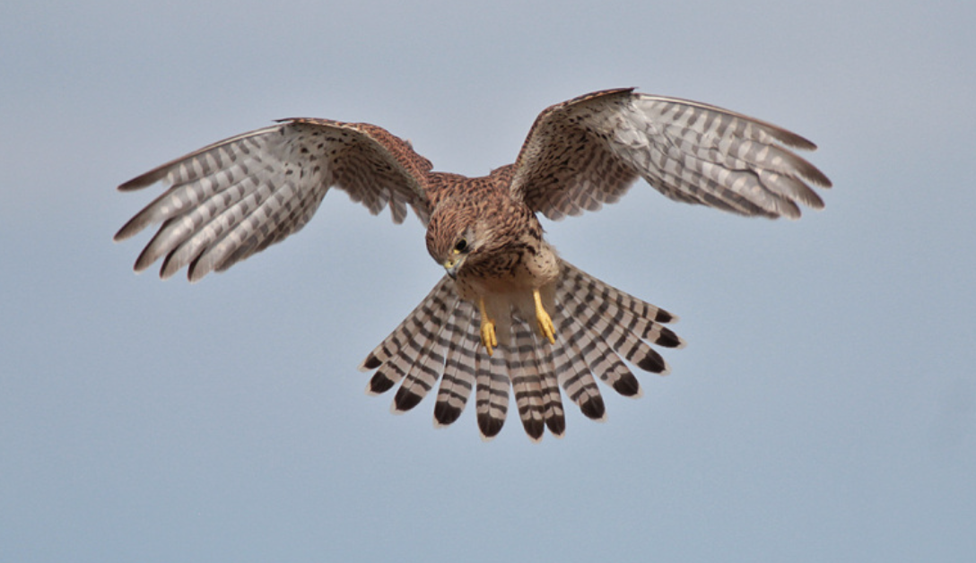 Faucon crécerelle en liberté !