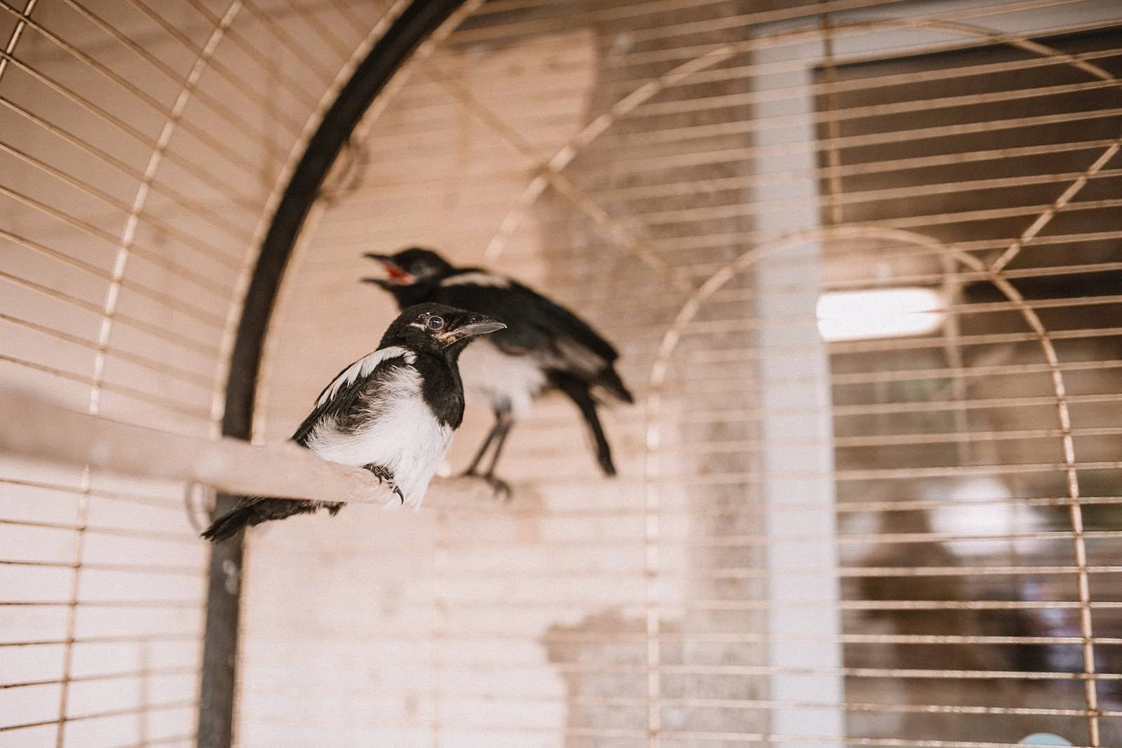 Journée mondiale de la vie sauvage!