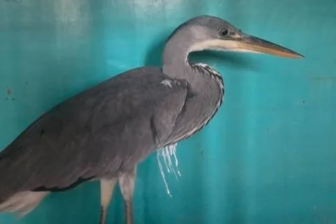 Nouvelle victime de tir illégal !