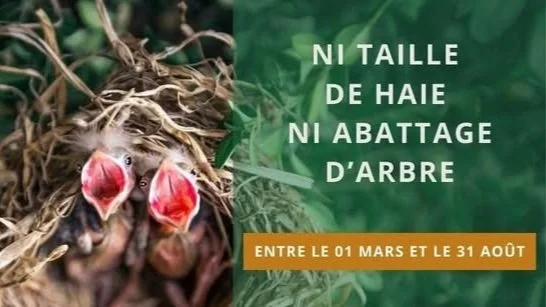 Nidification en cours…