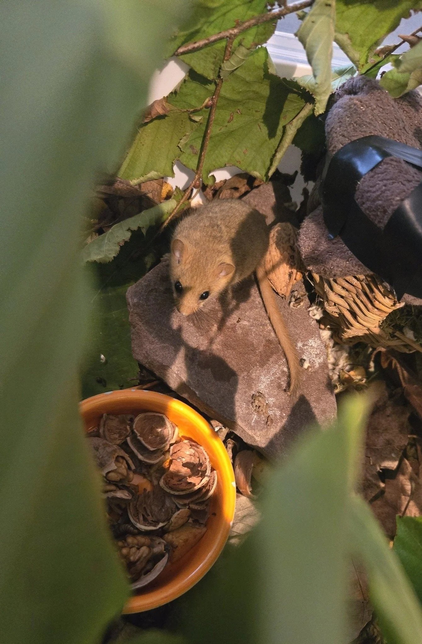 Un muscardin accueilli… 