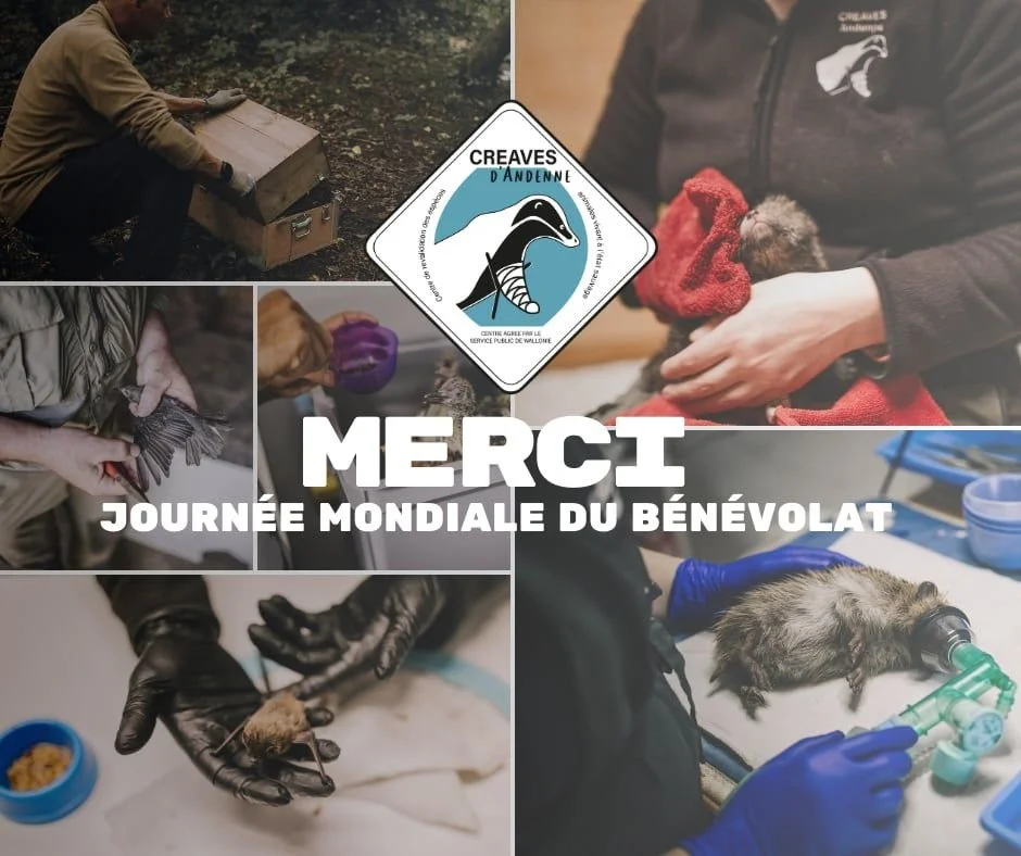 5/12 : journée mondiale des bénévoles