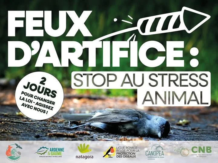 Stop à l’usage des feux d’artifices ! 