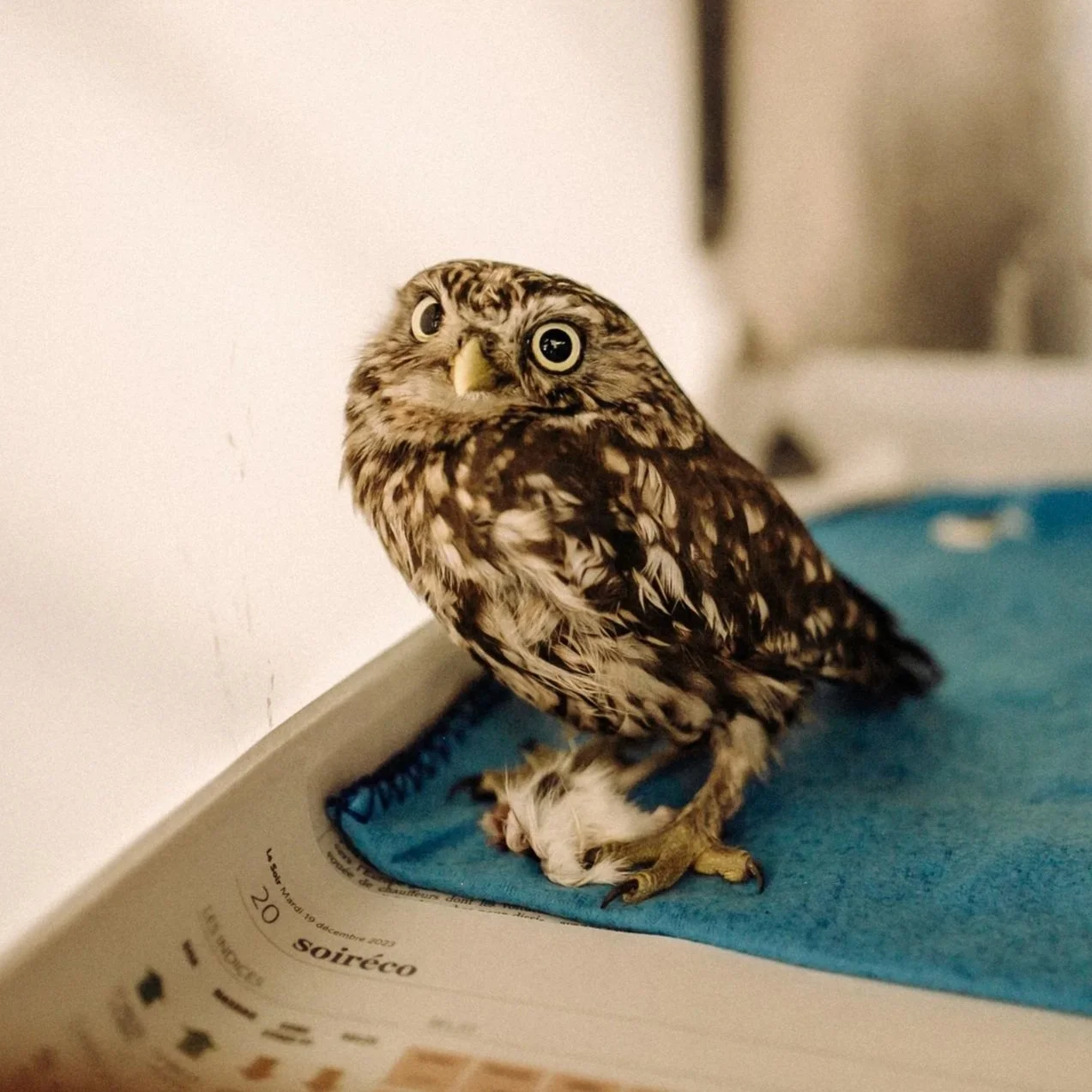 rapace blessé que faire