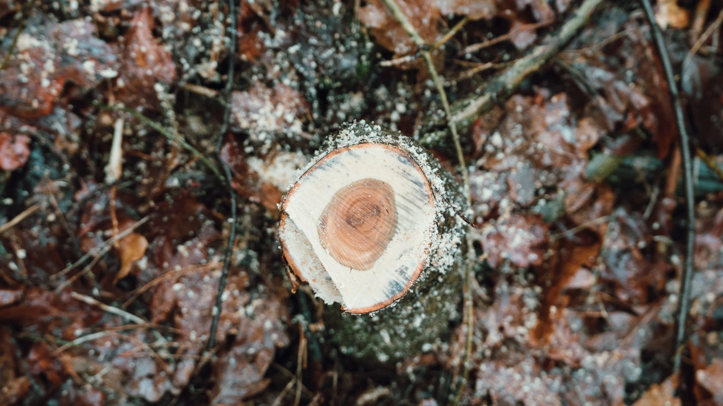 Cabiner Collective_Chloe-109.jpg