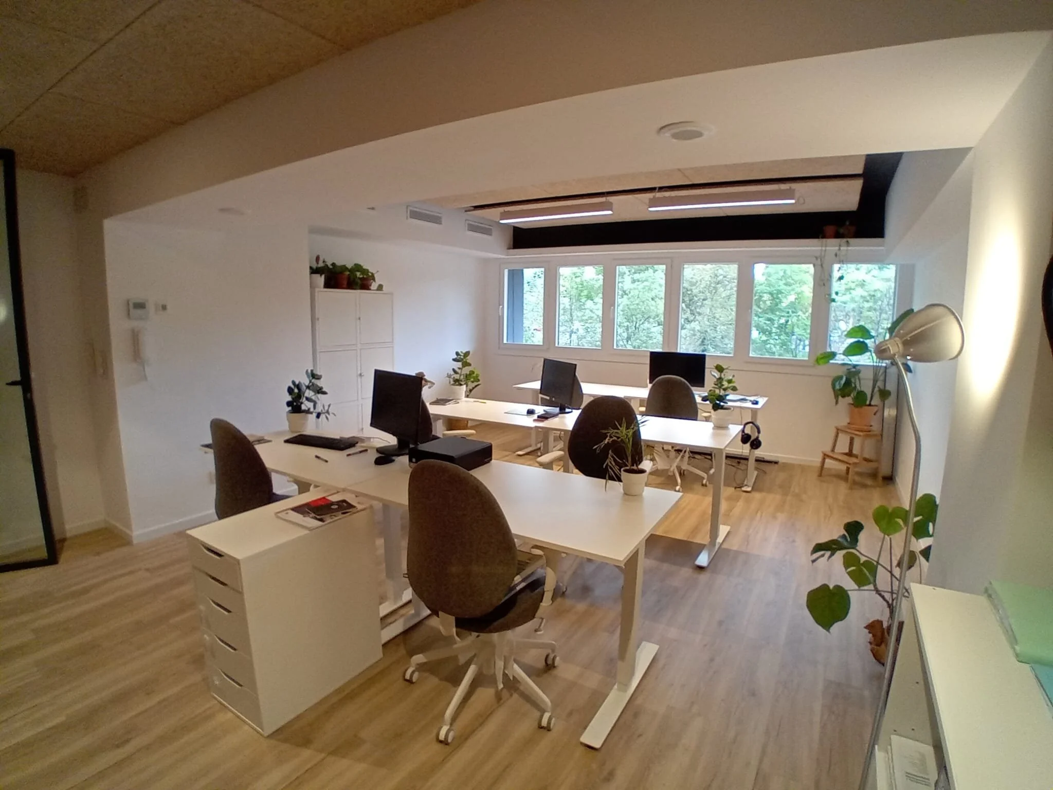Office with white desks, black and gray chairs, and desks with computers, potted plants on desks and shelves, large windows, and a wooden floor.