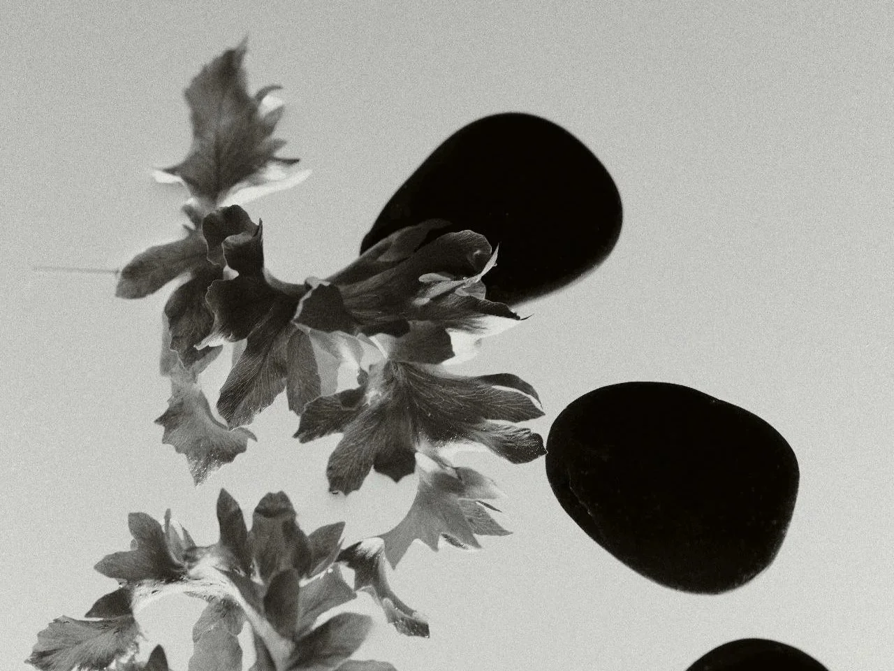 Black and white photo of two dark stones and a sprig of leaves on a plain surface.