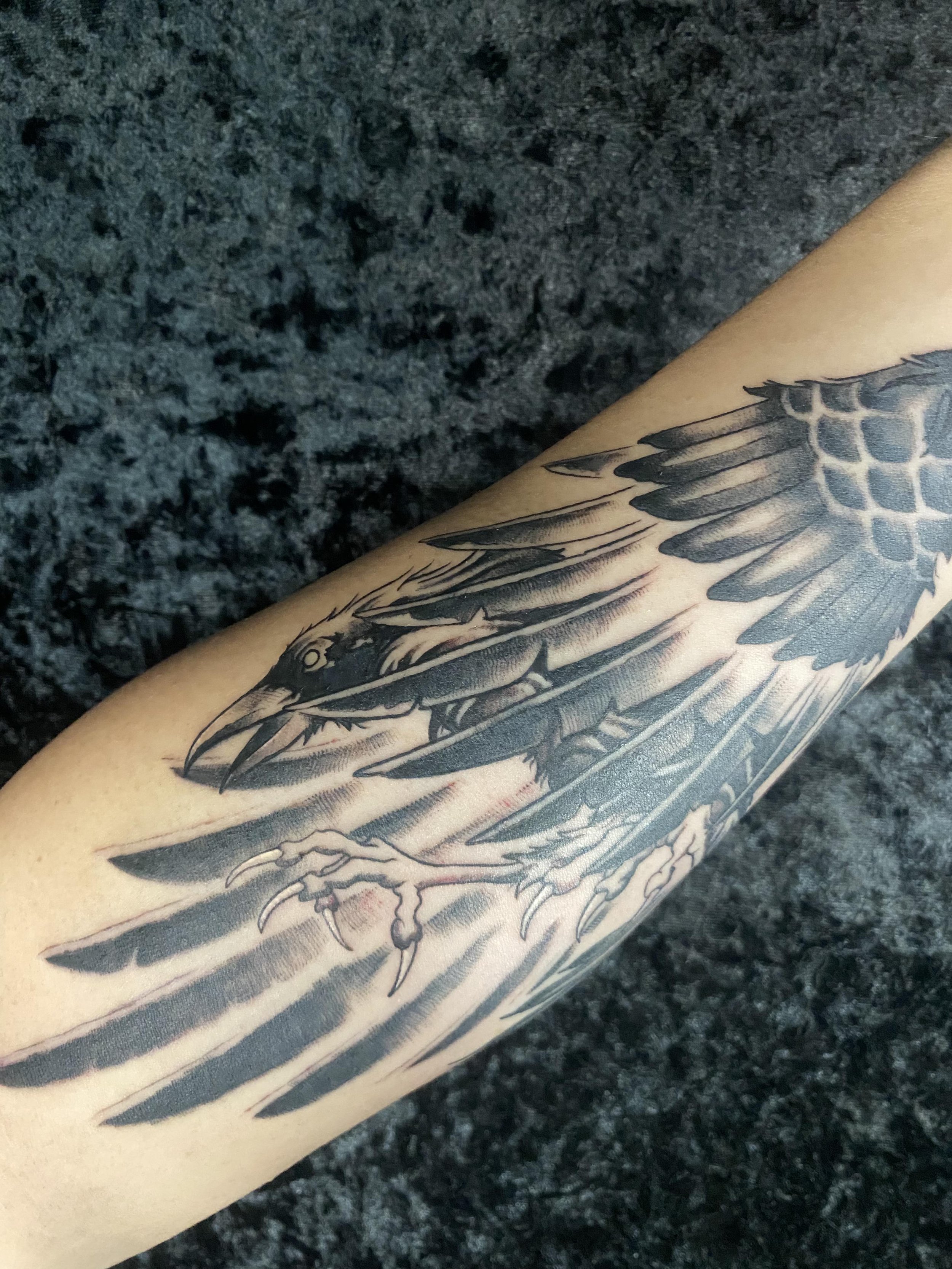 Blackwork illustrated crow 