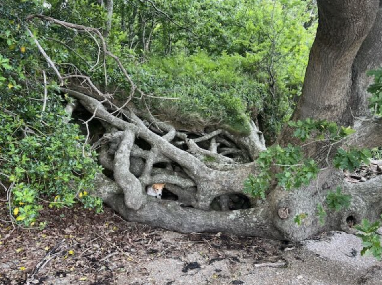 Rituals for Rootedness