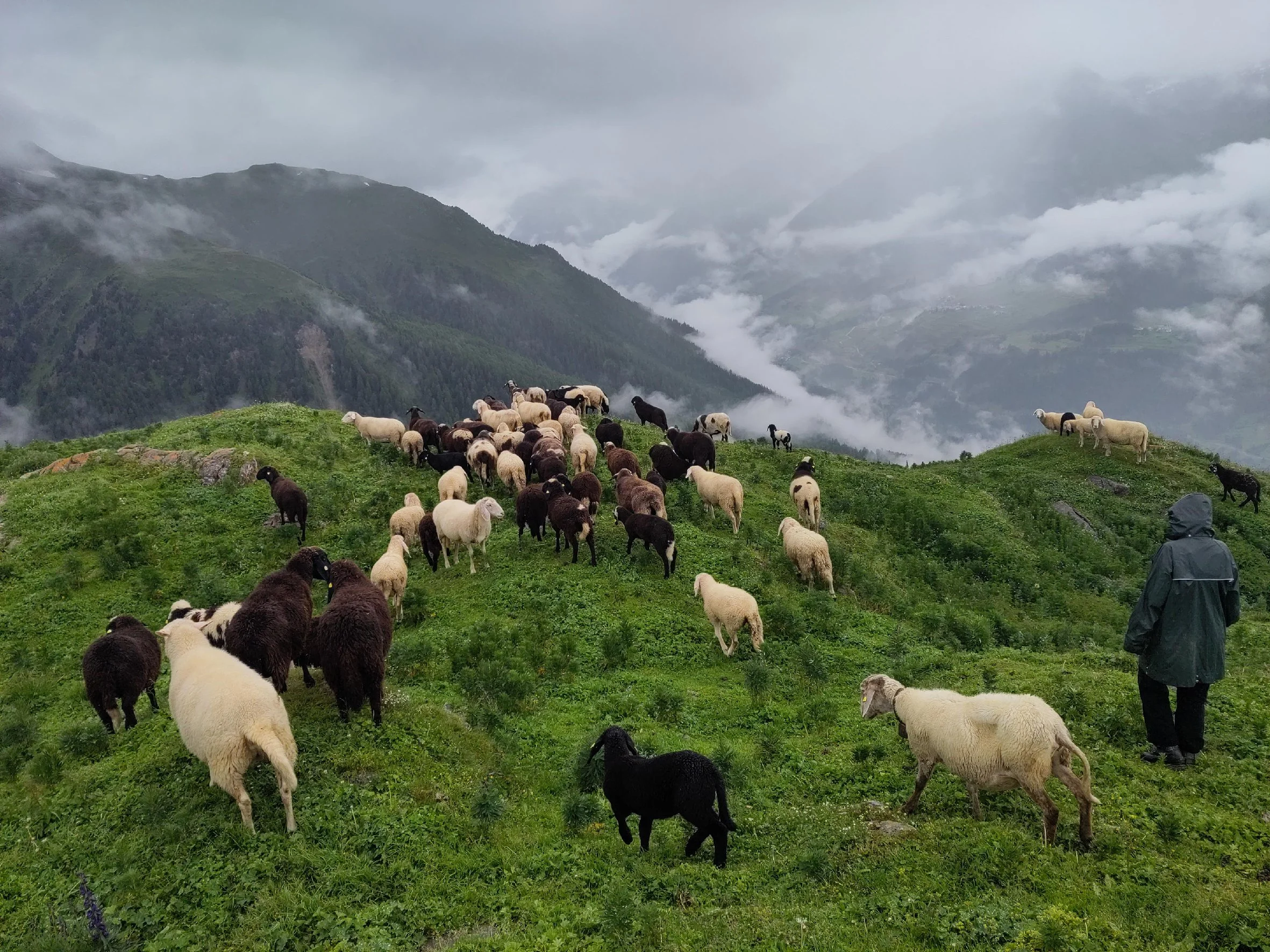 Wool and Other Fellow Beings