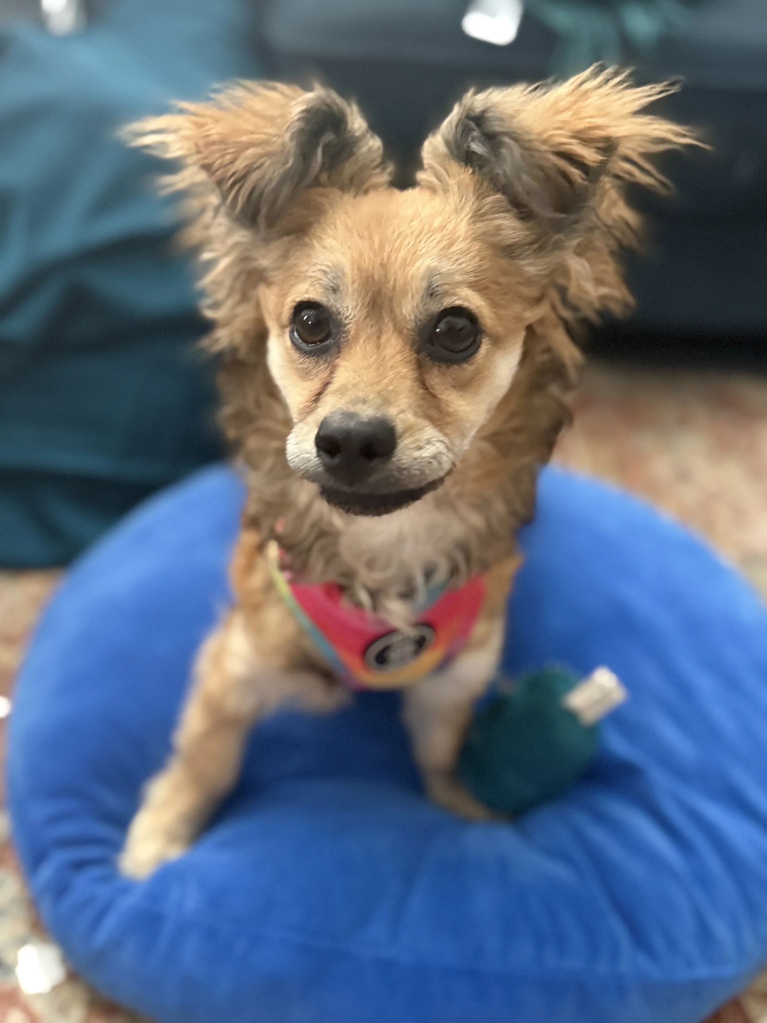 A small dog with fluffy ears sitting on a blue cushion, looking at the camera.
