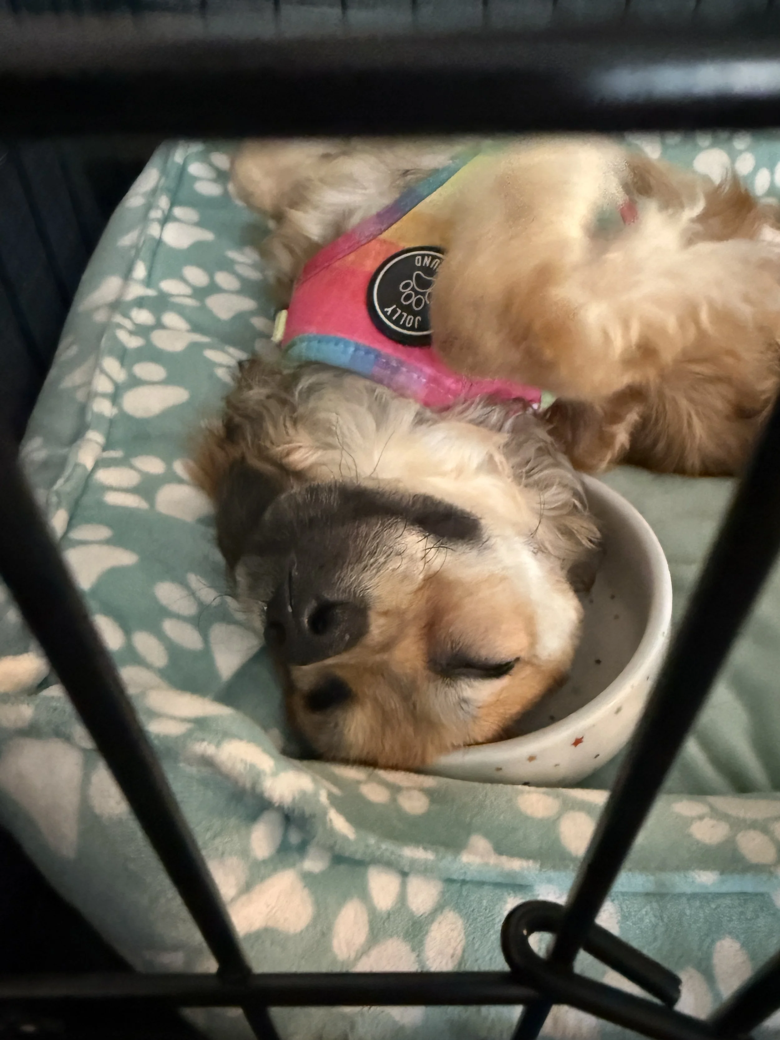 A small dog sleeping in a bed with a patterned blanket, wearing a colorful harness, inside a crate with black bars.