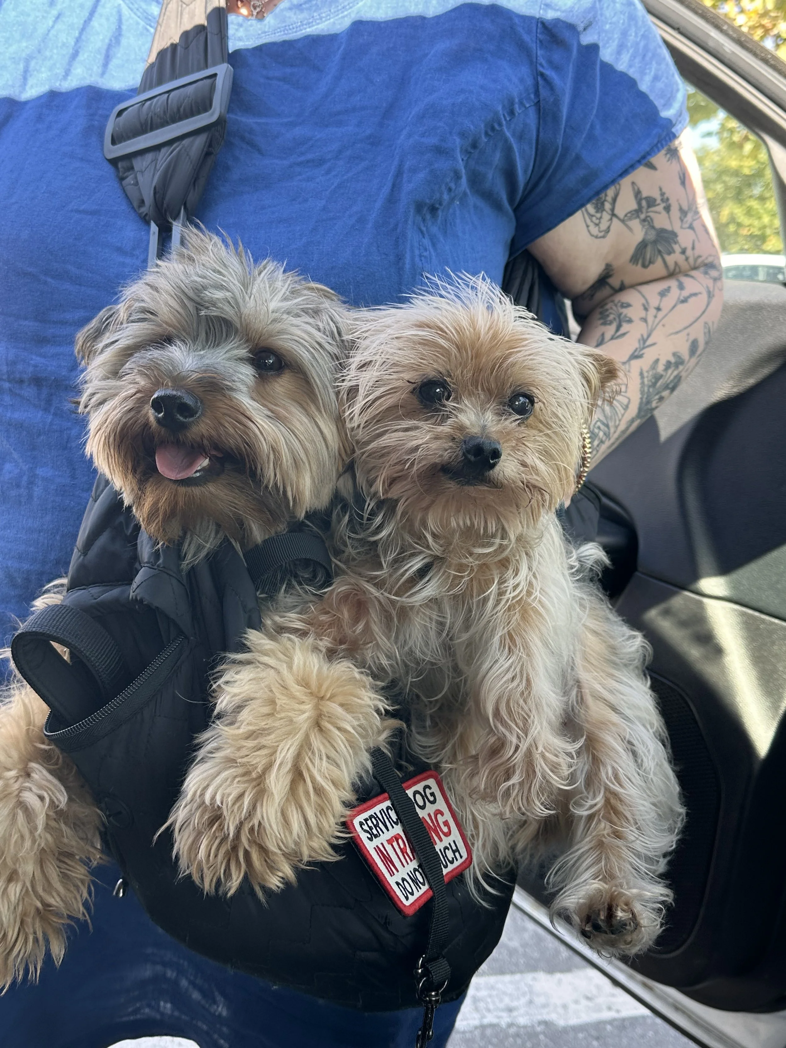Two small dogs, one with fluffy gray and beige fur and one with light brown wavy fur, riding inside a car. The dog on the left is smiling with its tongue out, and the dog on the right is looking forward. The dogs are in a black service dog vest with a red and white patch. A person with tattooed arms wearing a blue shirt is in the background.