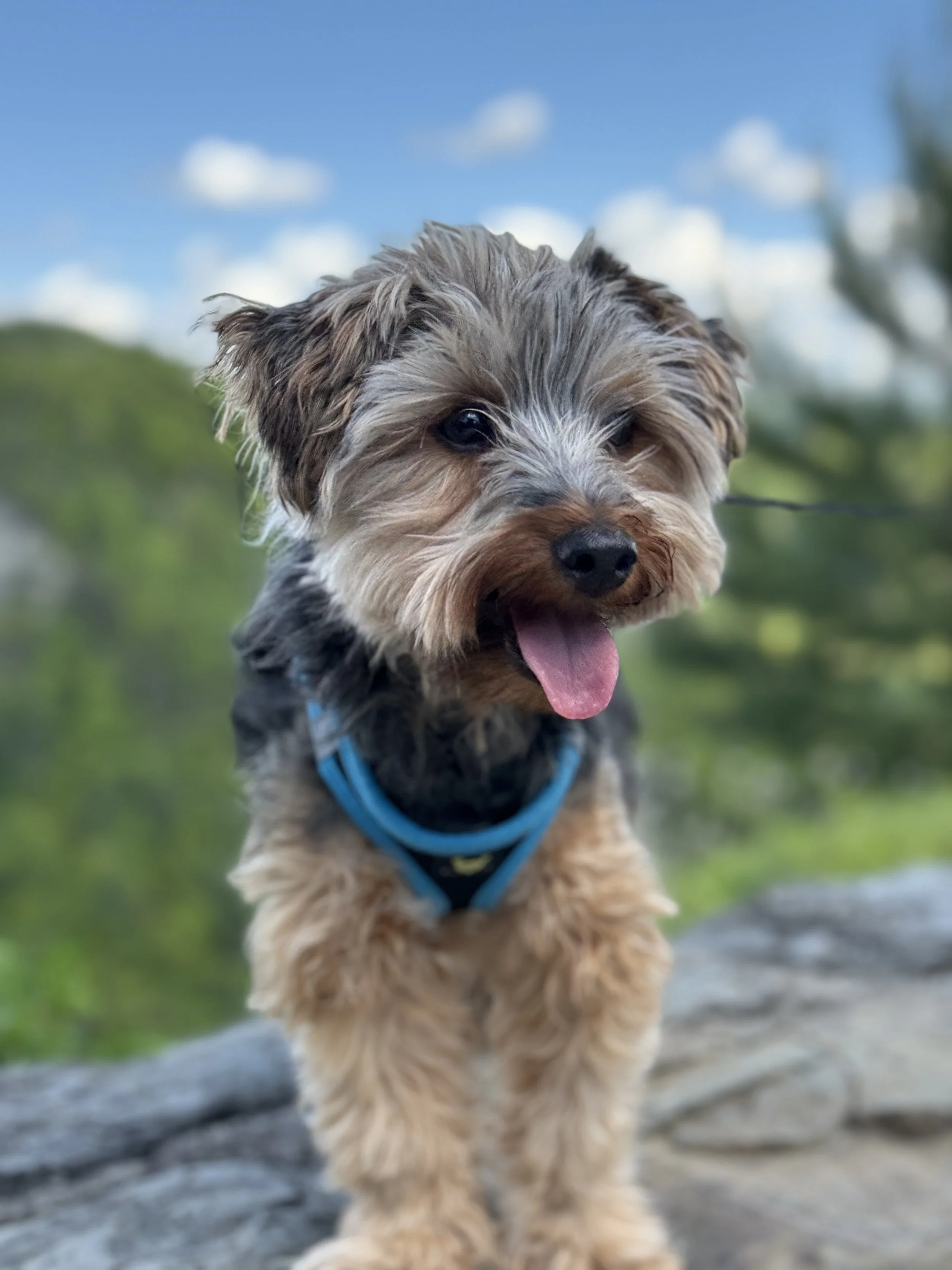 A happy small dog with fluffy gray and tan fur, wearing a blue harness, standing outdoors on a rock with a blurred green landscape and blue sky in the background.
