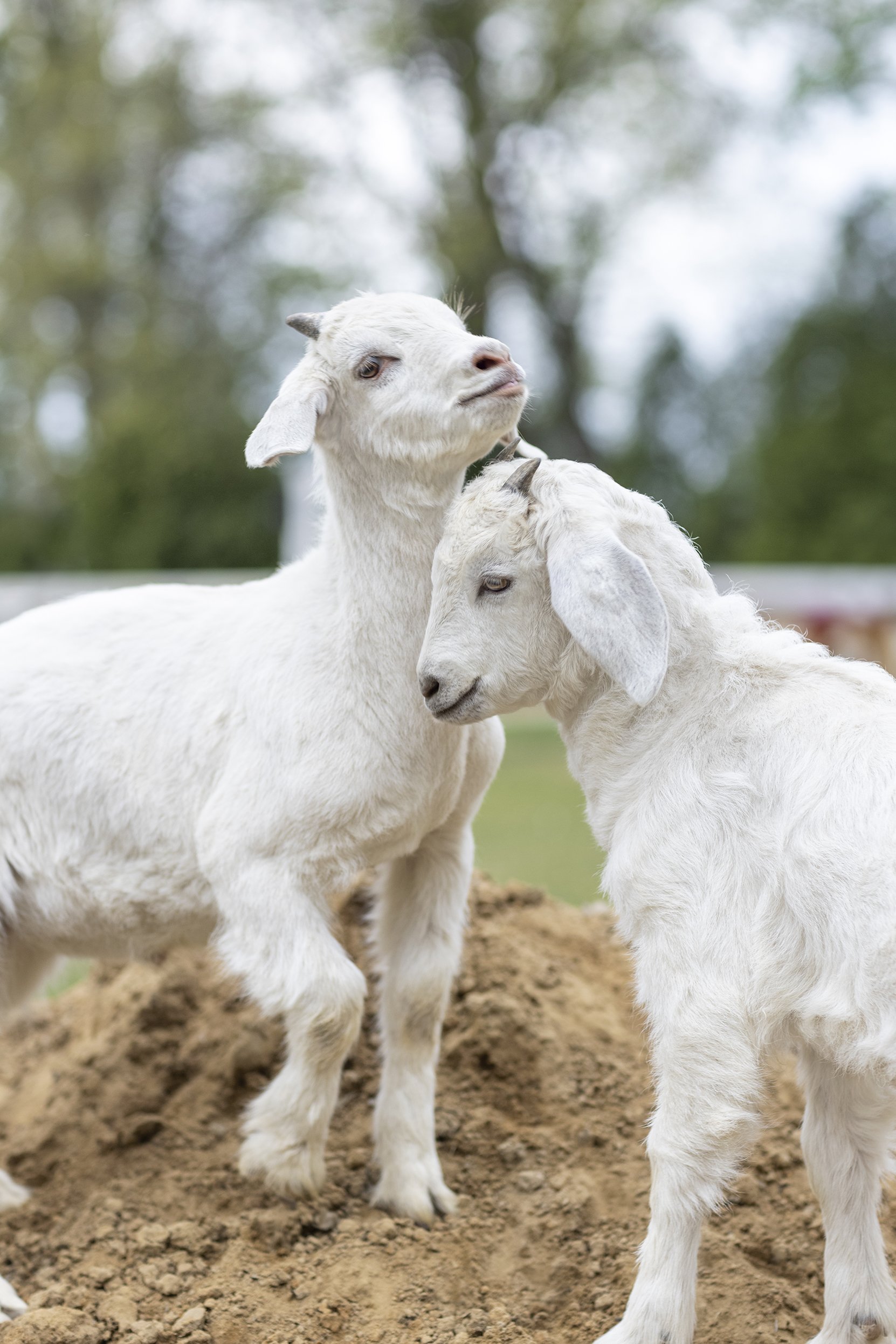 Casa_Alpaca_Goats_2.jpg