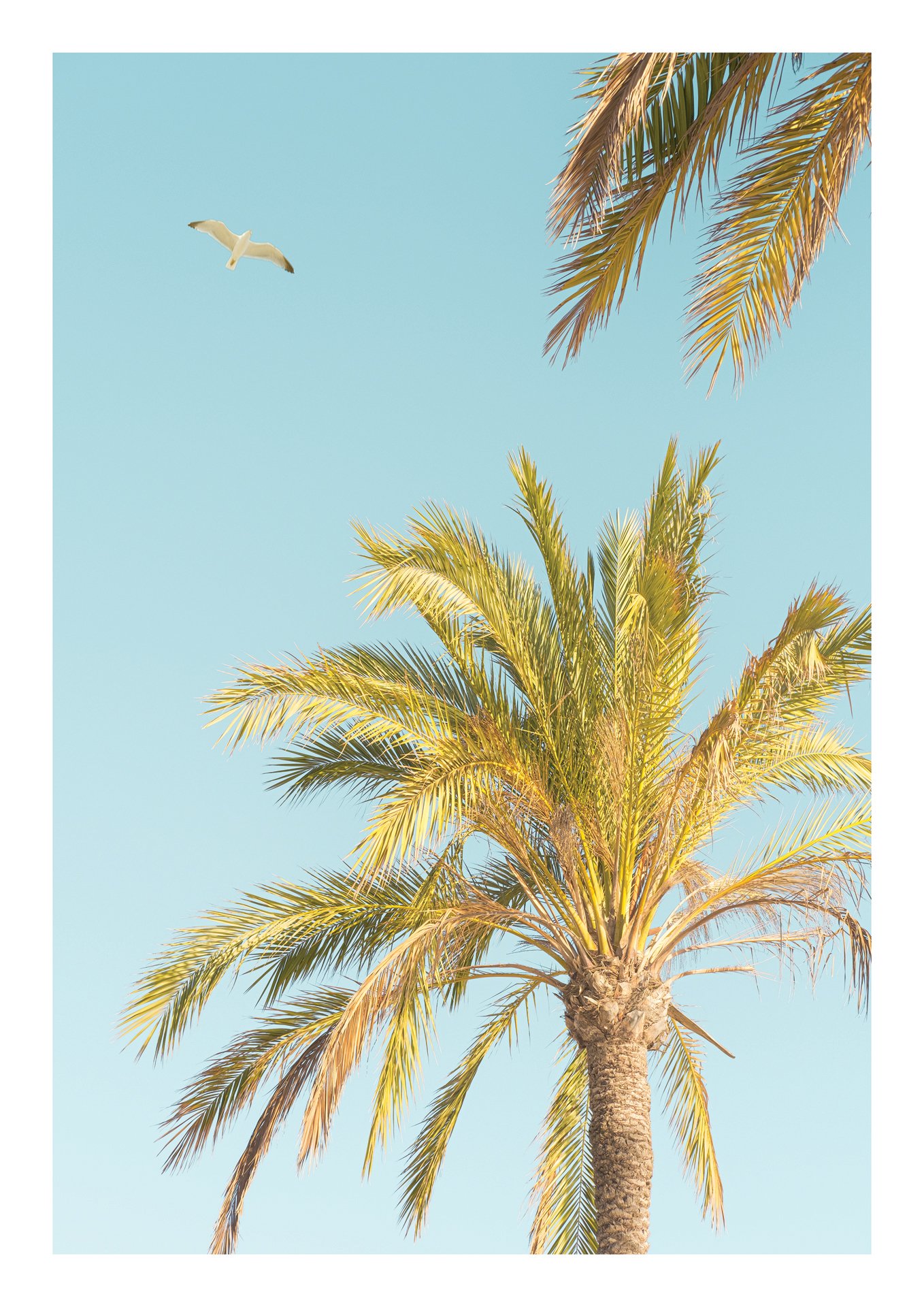 Palms_A4 rgb.jpg