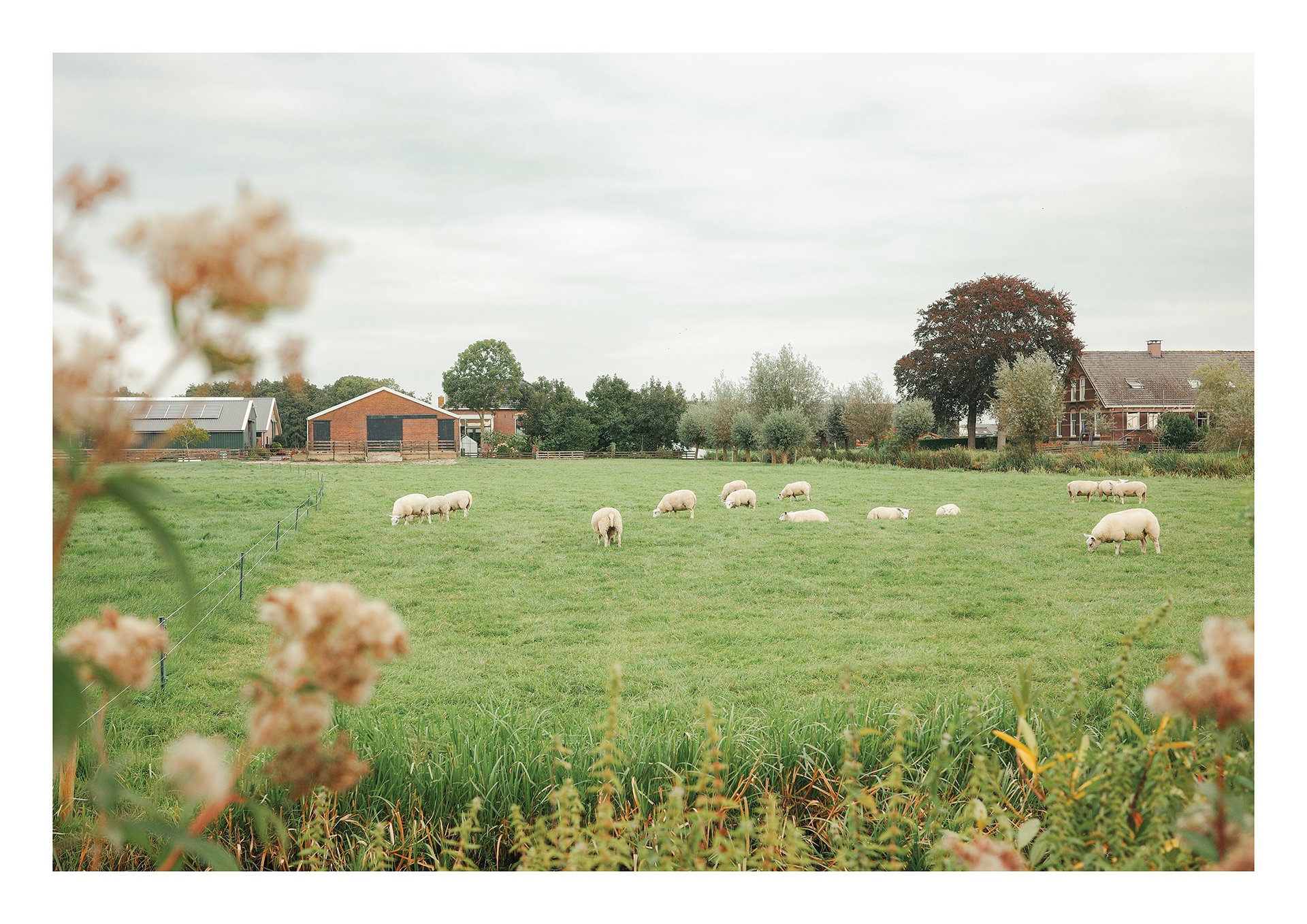 Sheep_A4_V2_rgb.jpg