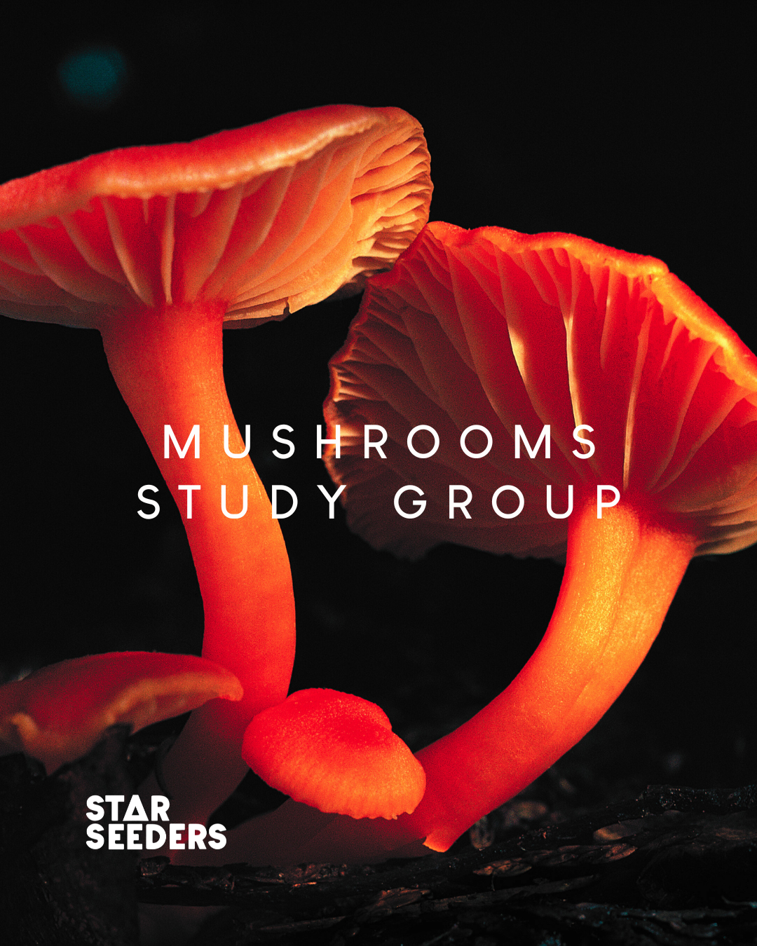 Exploring the Fascinating World of Fungi: Join the Starseeders Study Group!
