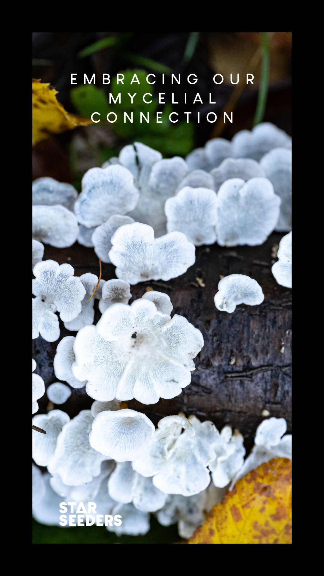 Embracing the Mycelial Connection: Lessons from "Entangled Life" by Merlin Sheldrake