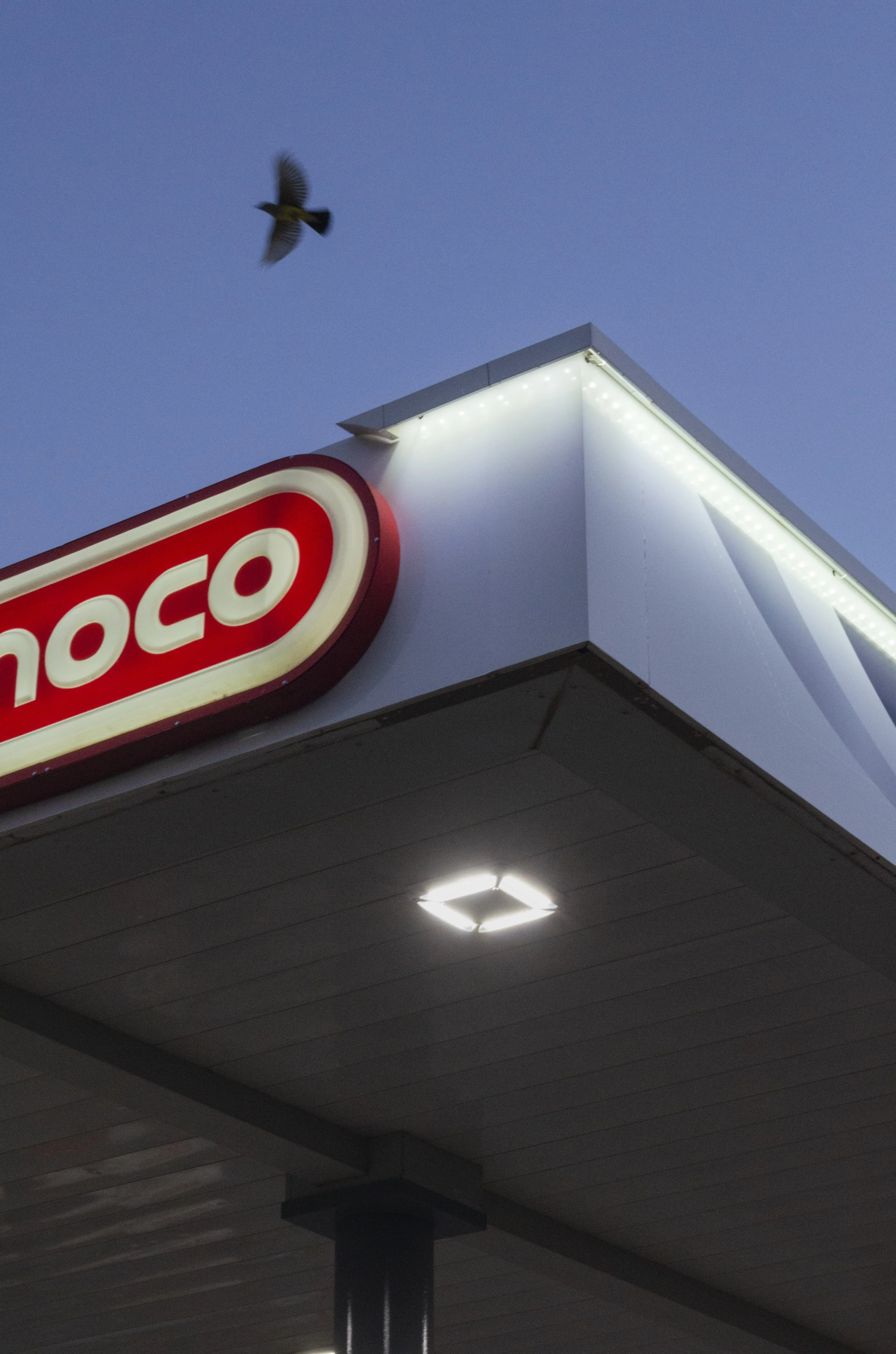 If we could fly we'd never have to stop for gas.