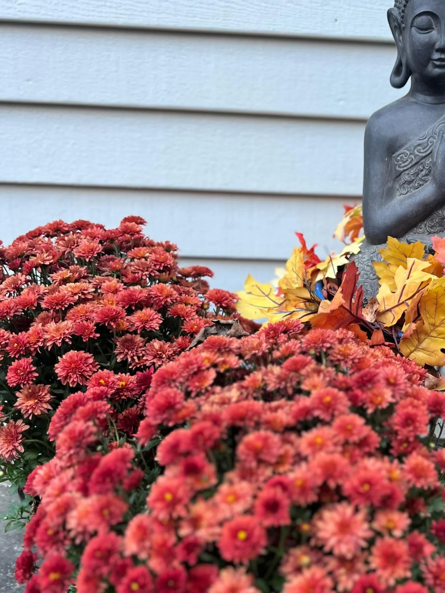 This morning during meditation I looked out the window and saw the leaves beginning to change. 🍂 Ayurveda reminds us that this shift in nature means we are moving into Vata season. The cool, dry air outside is the same energy I feel in my own body, 