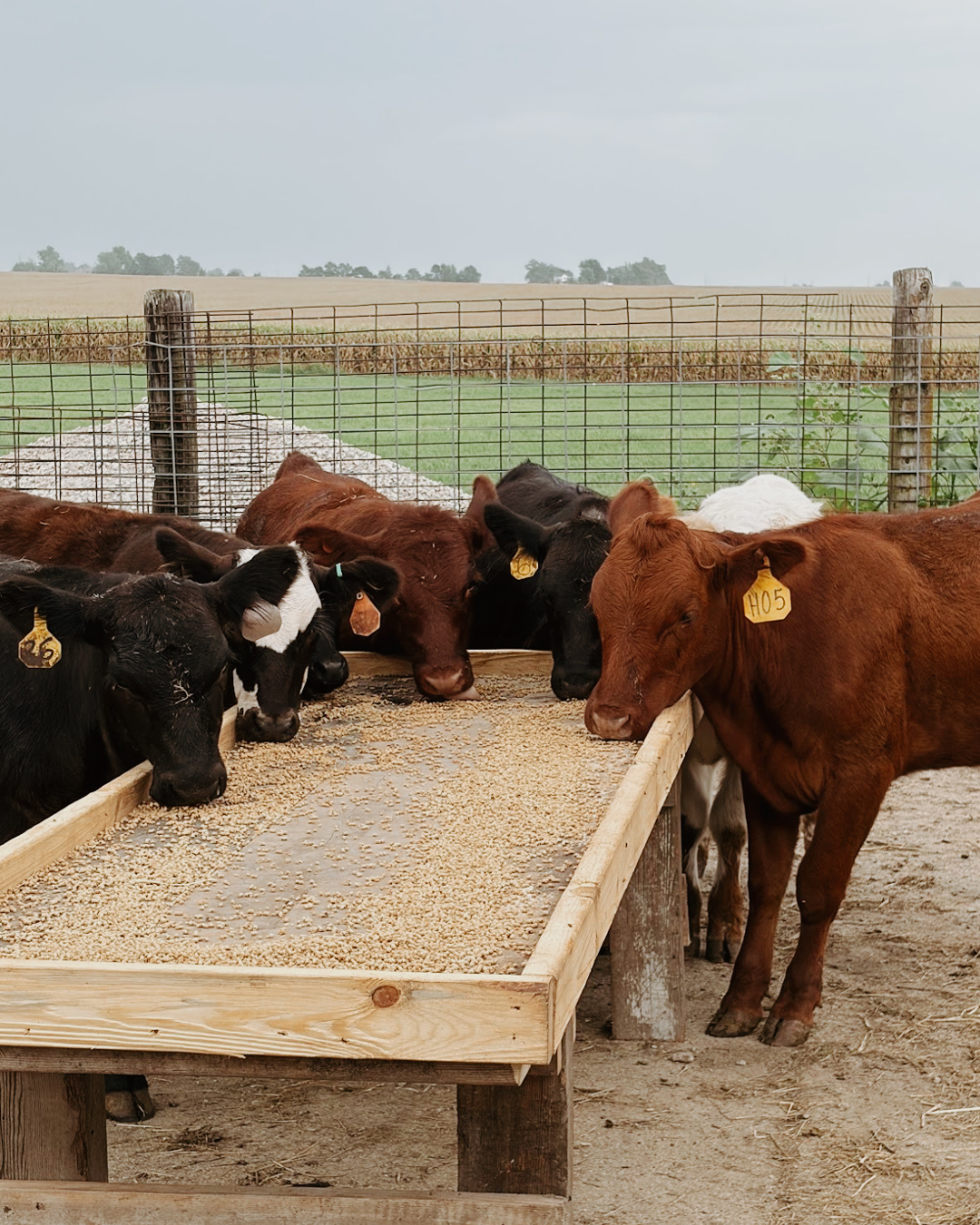 Know Your Farmer, Know Your Food: Why the Source Matters